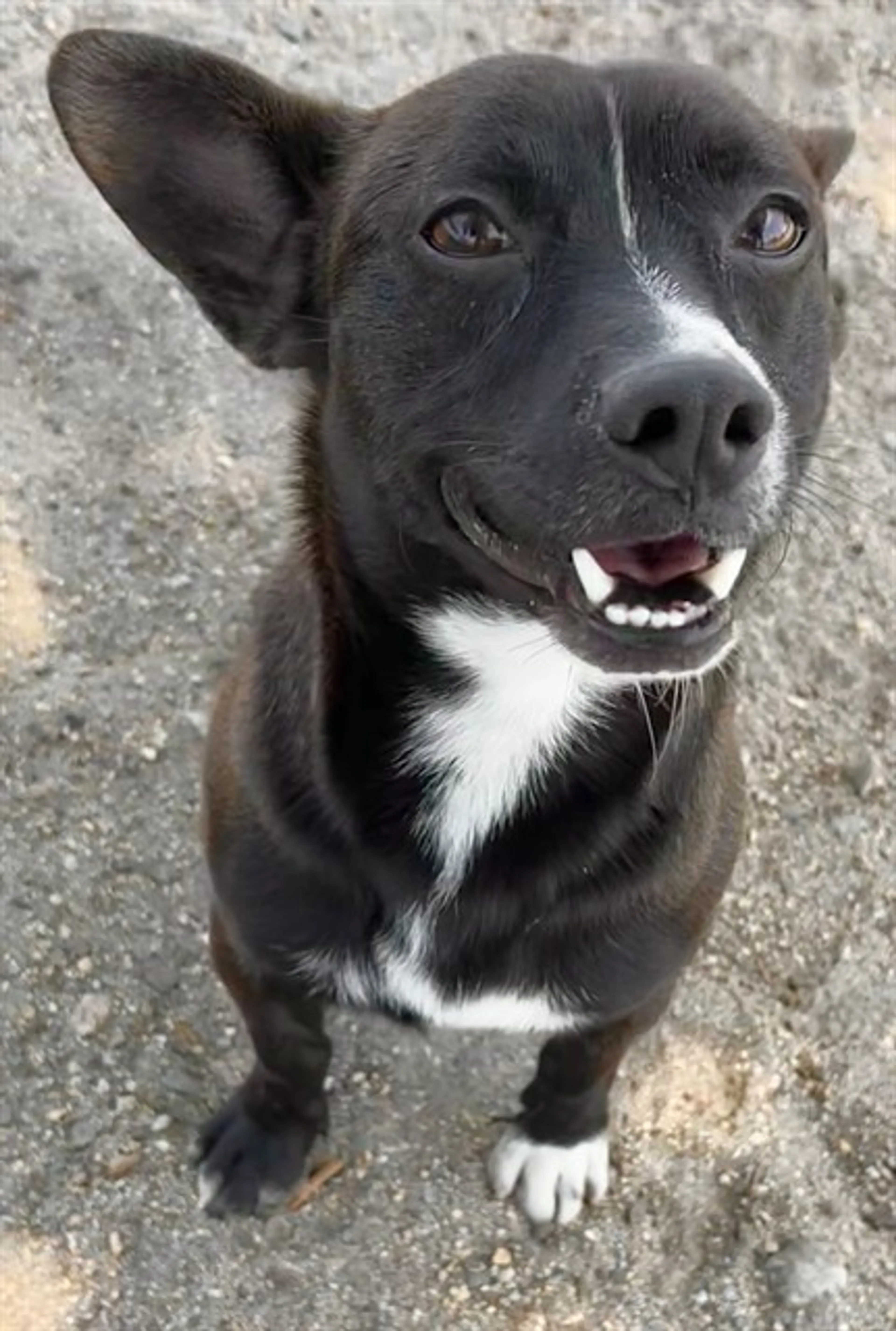 Found pet