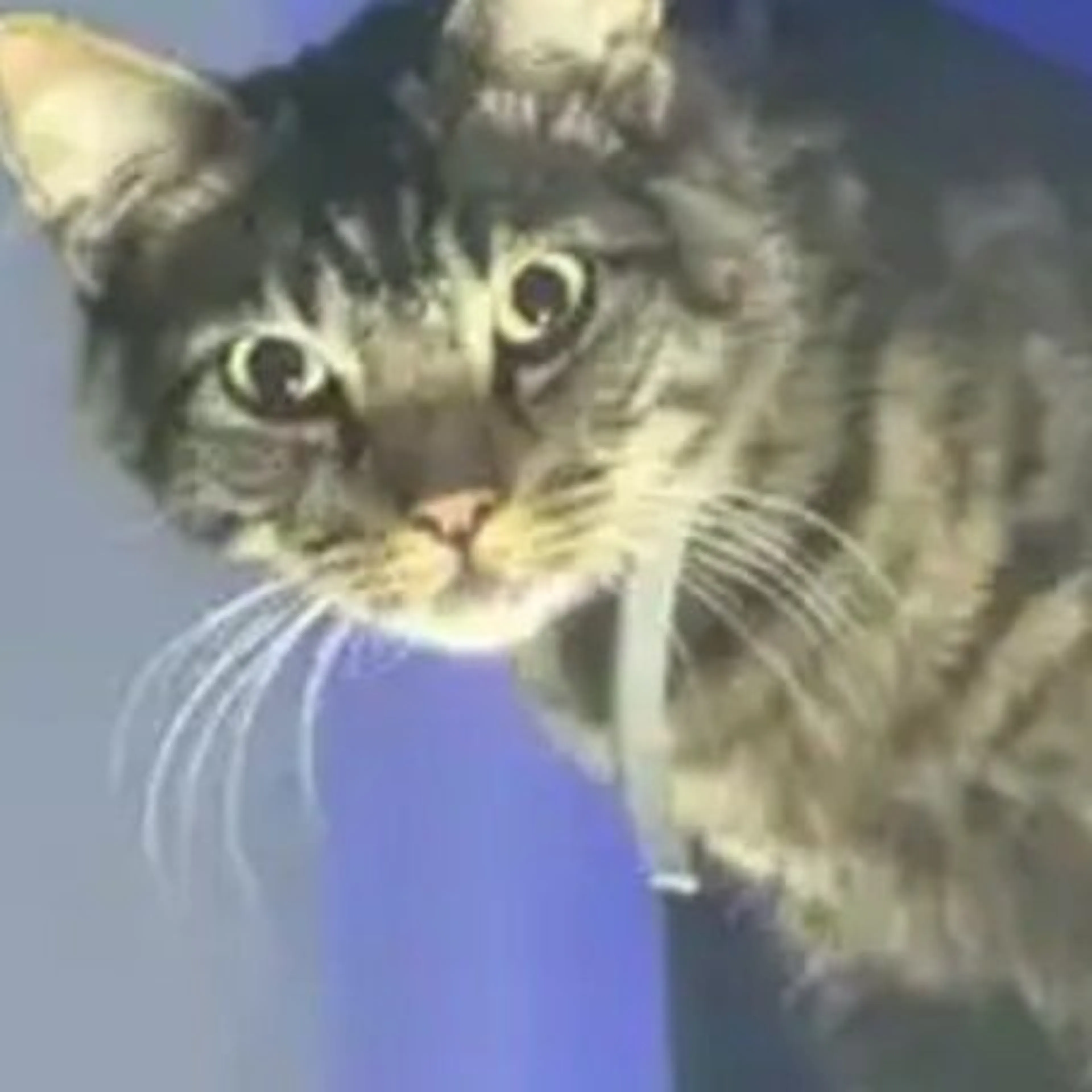 Lost pet