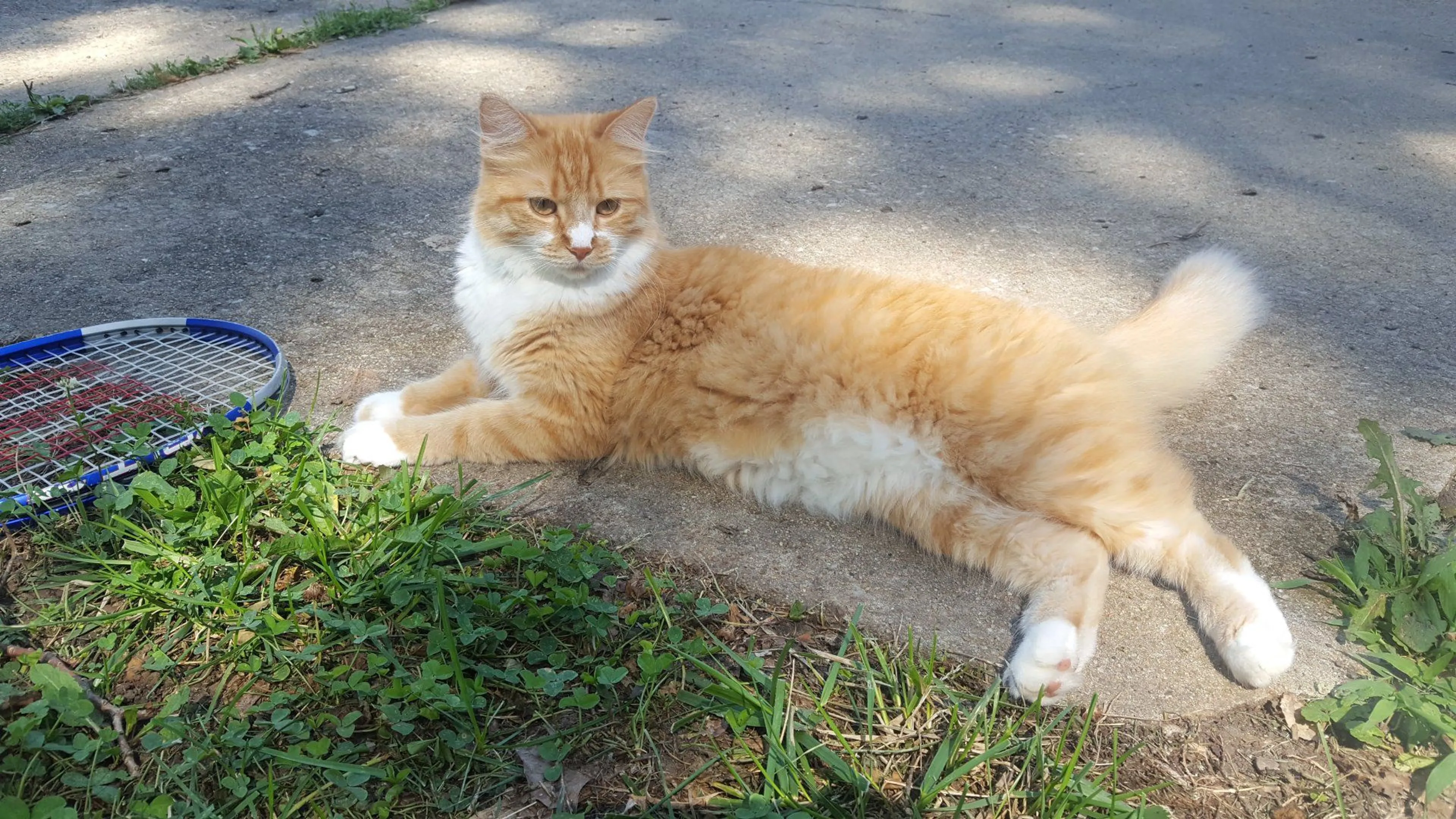 Lost pet