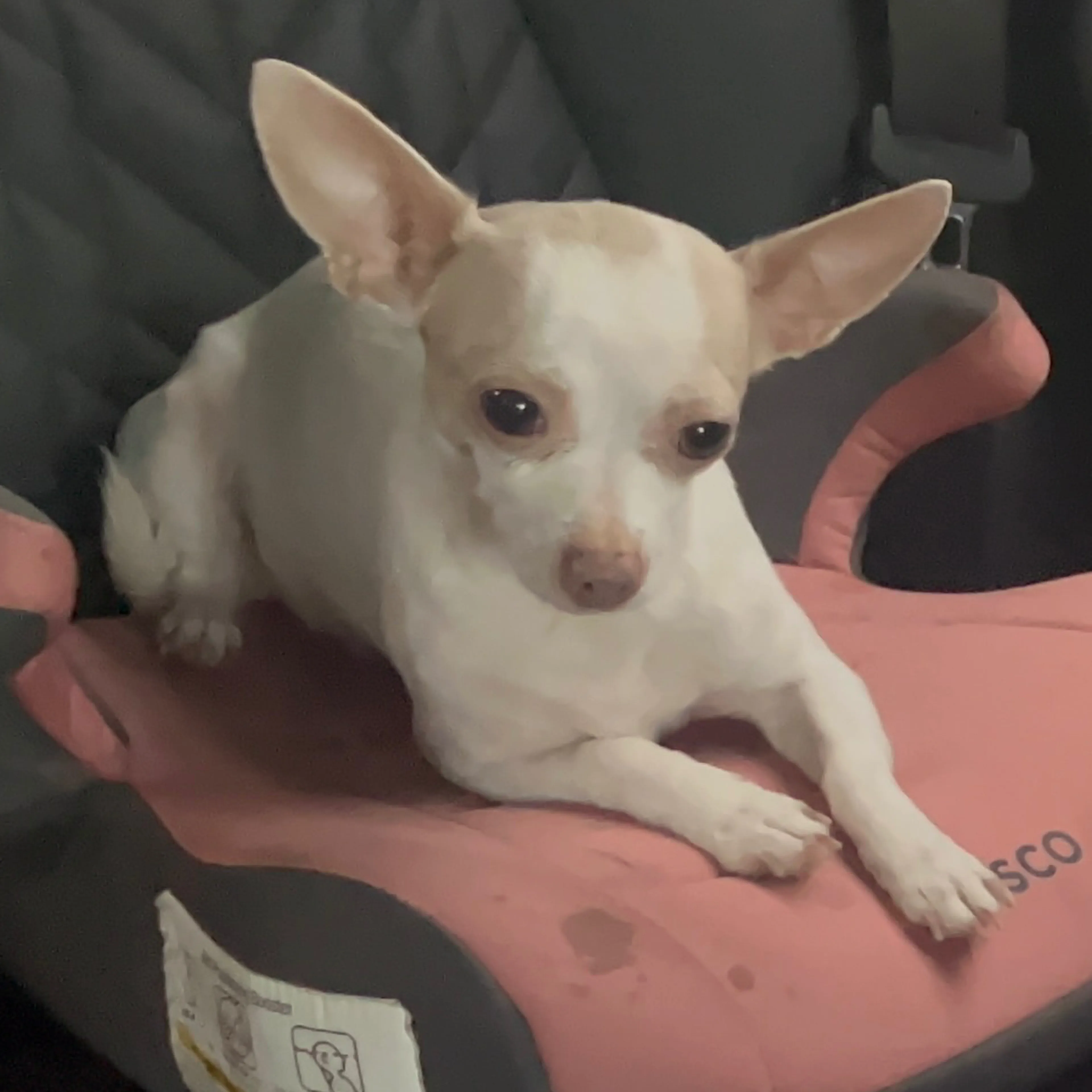 Lost pet-0