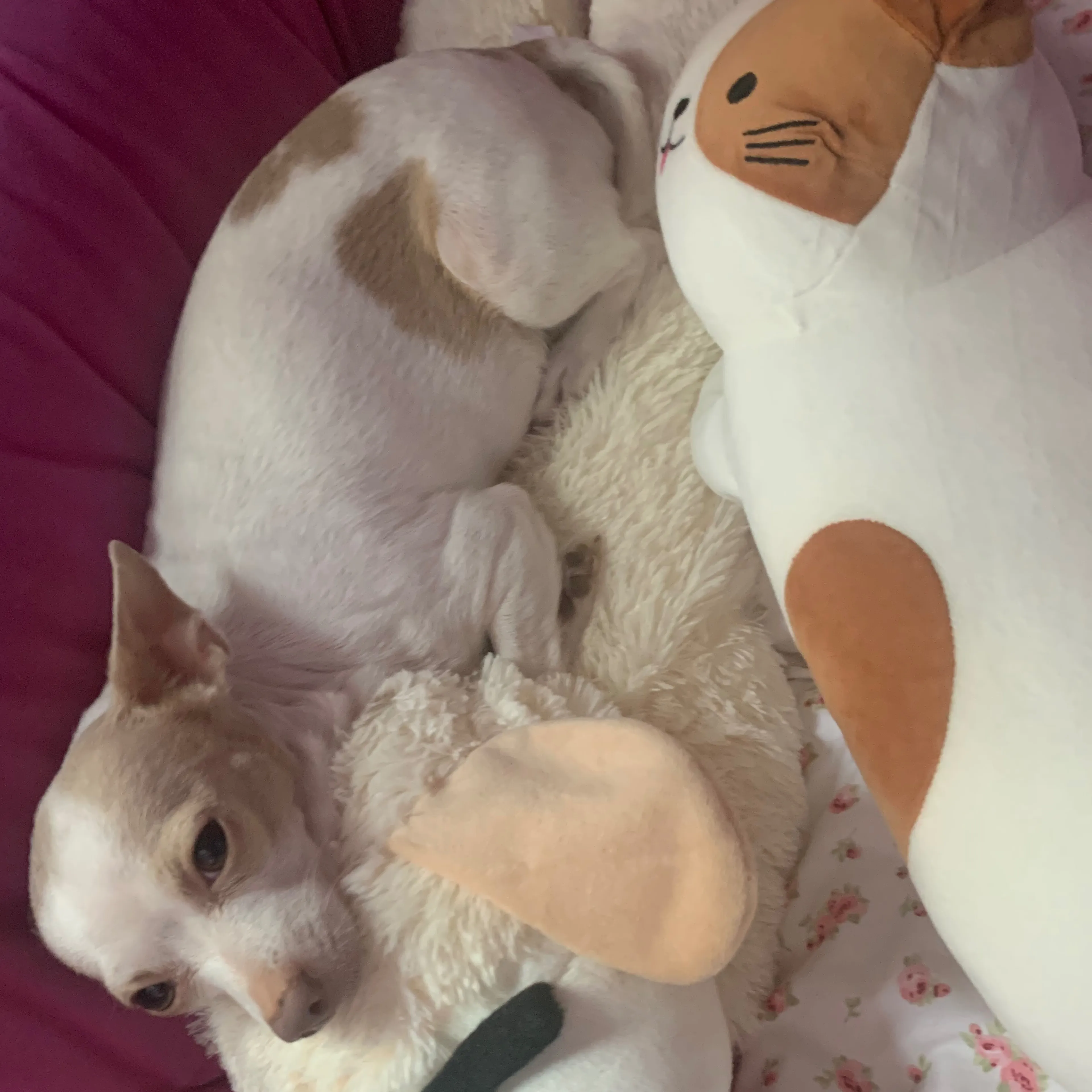 Lost pet-3