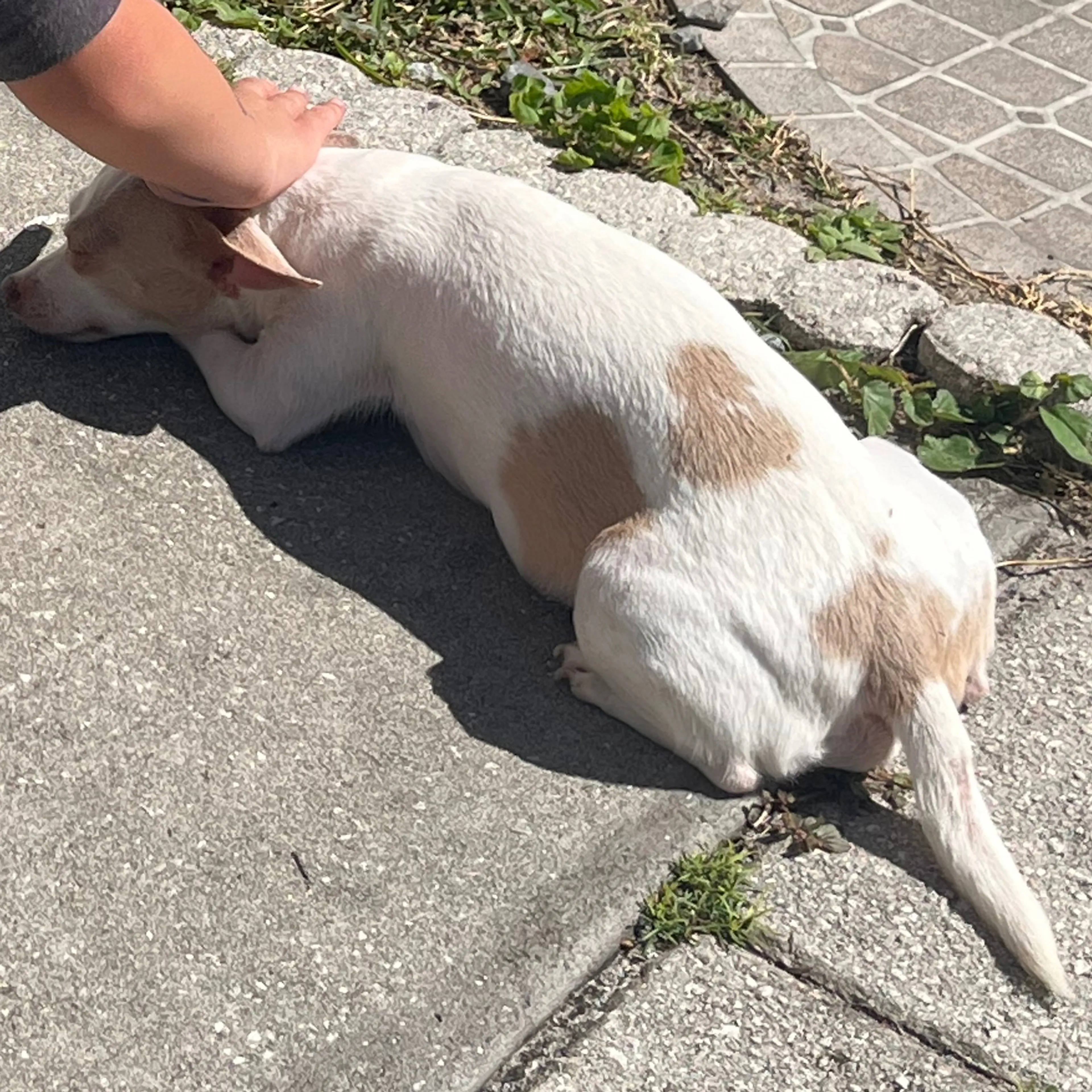 Lost pet-1