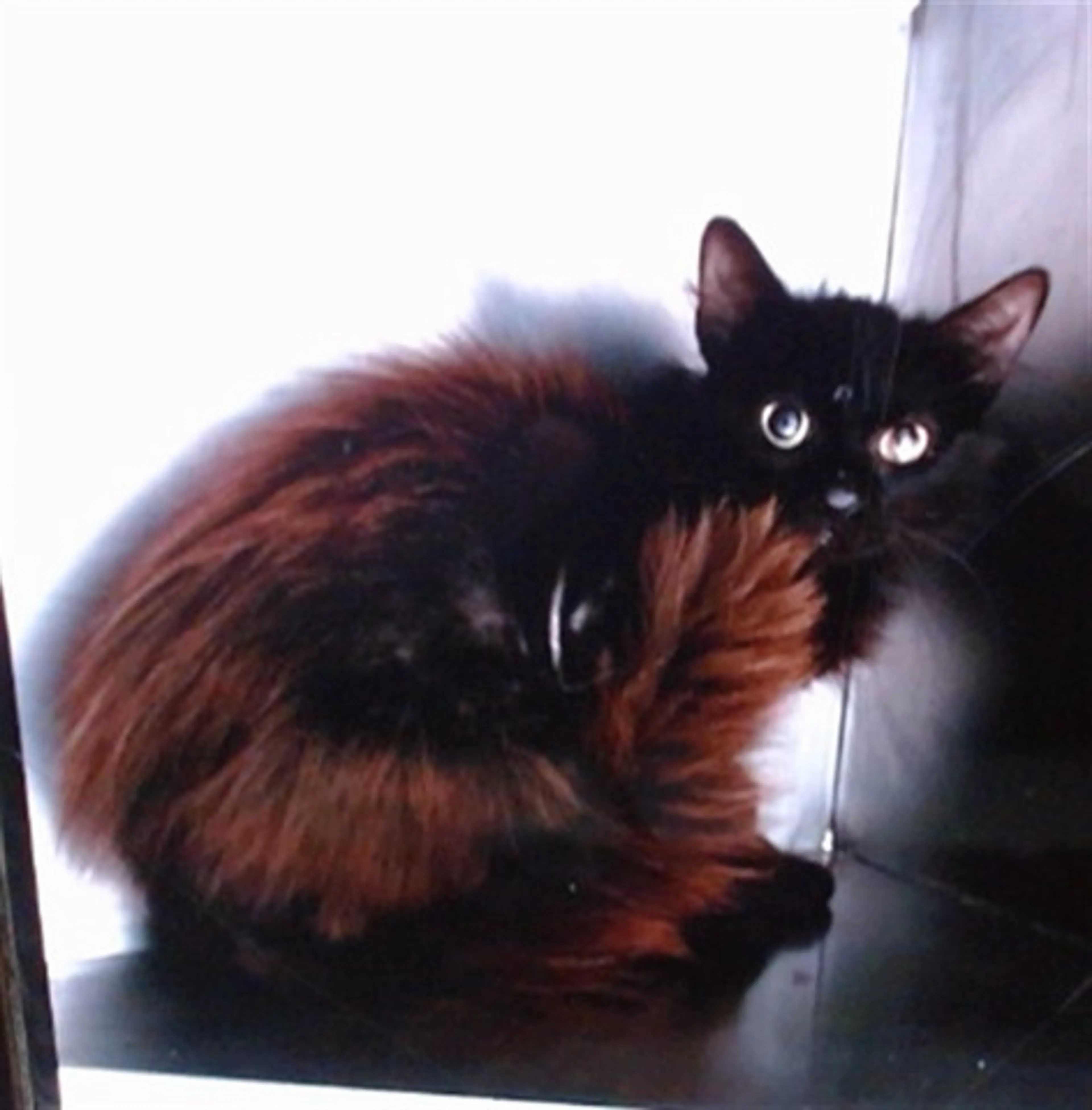 Found pet