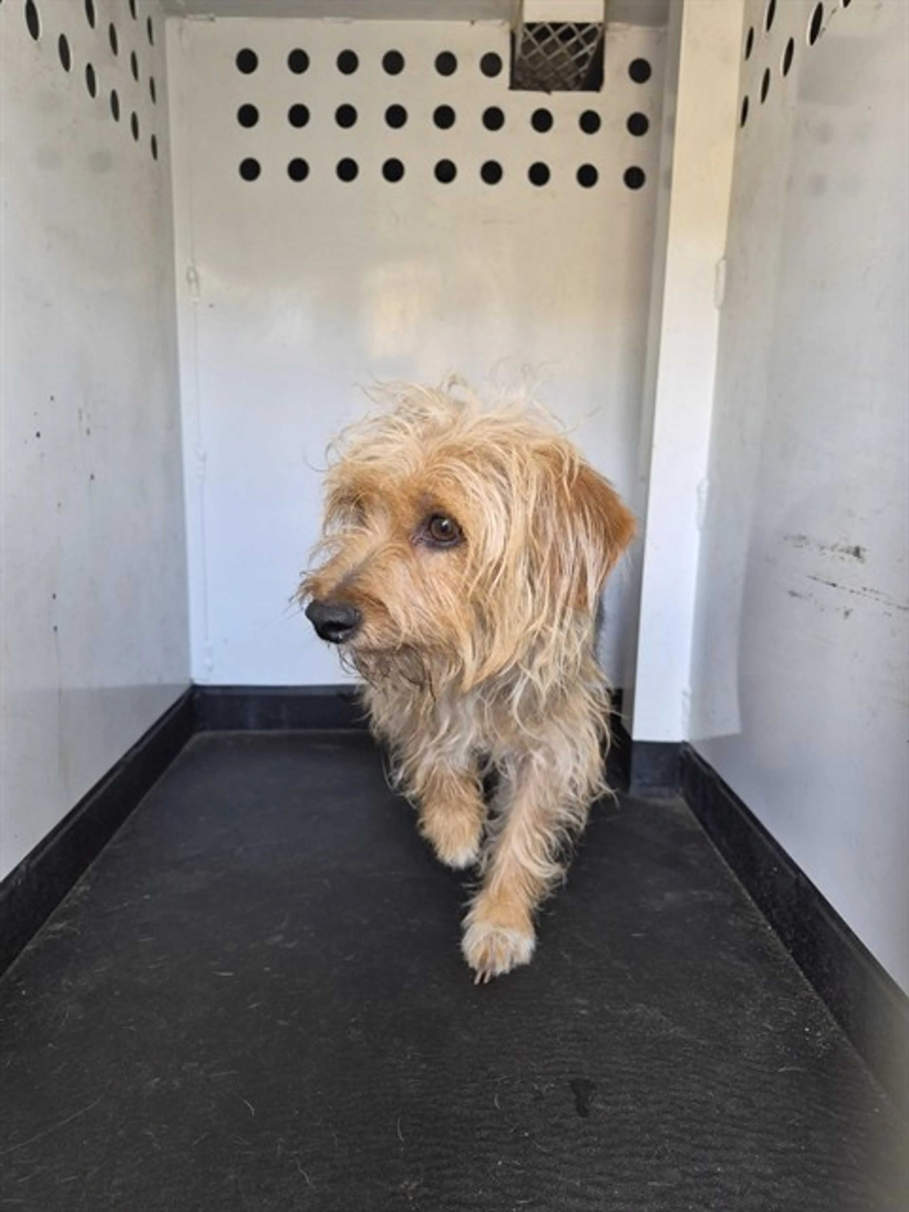 Found pet