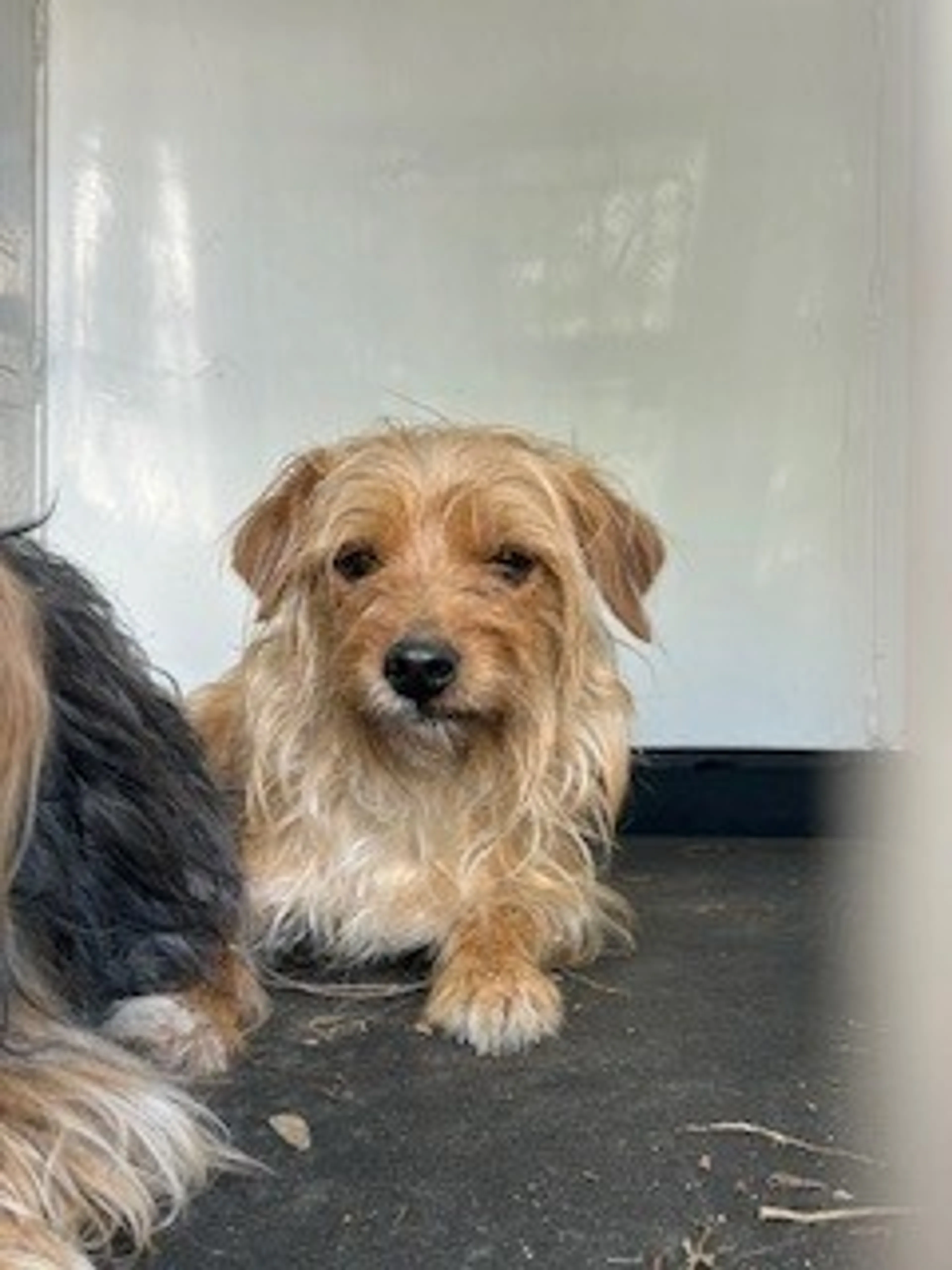 Found pet