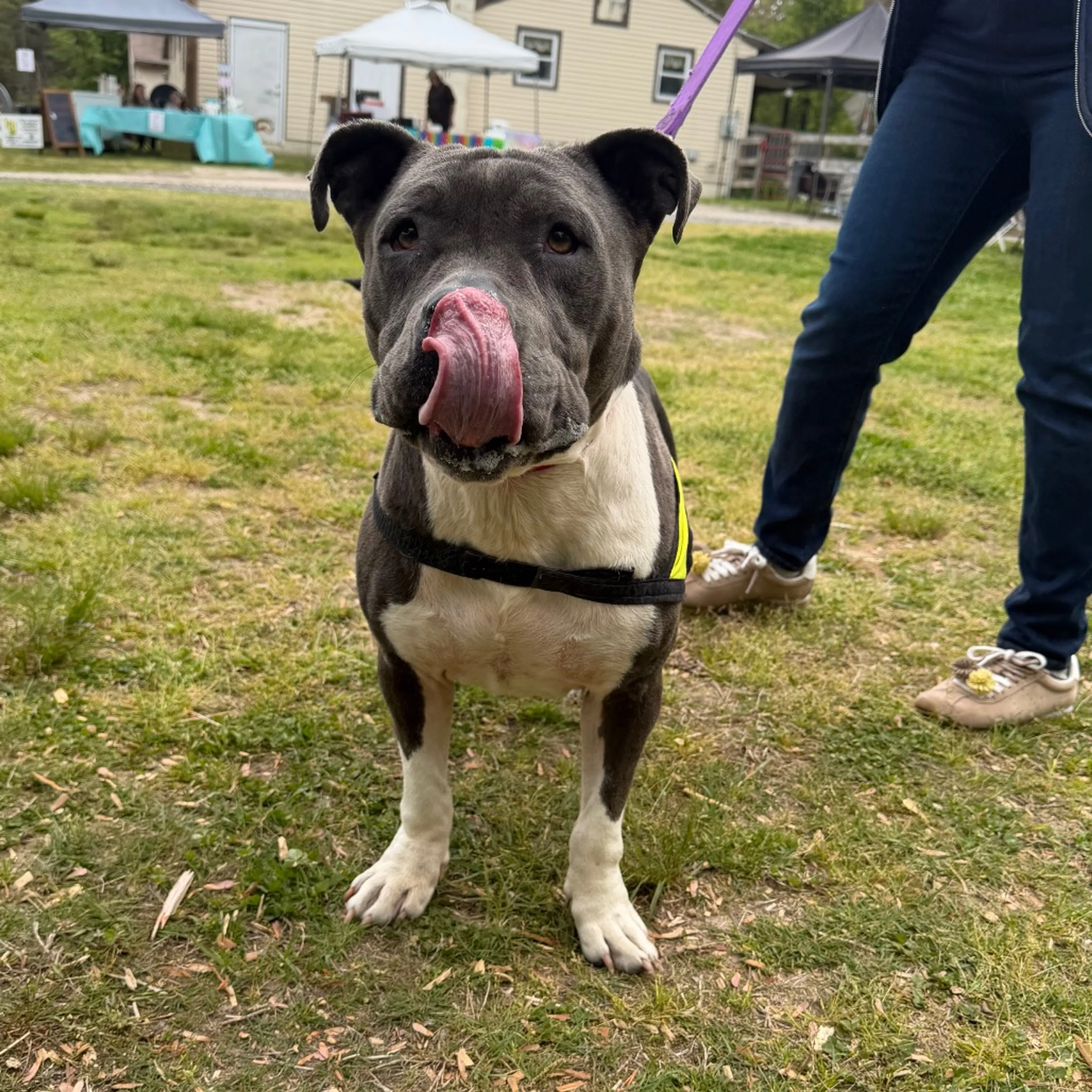 Found pet-3