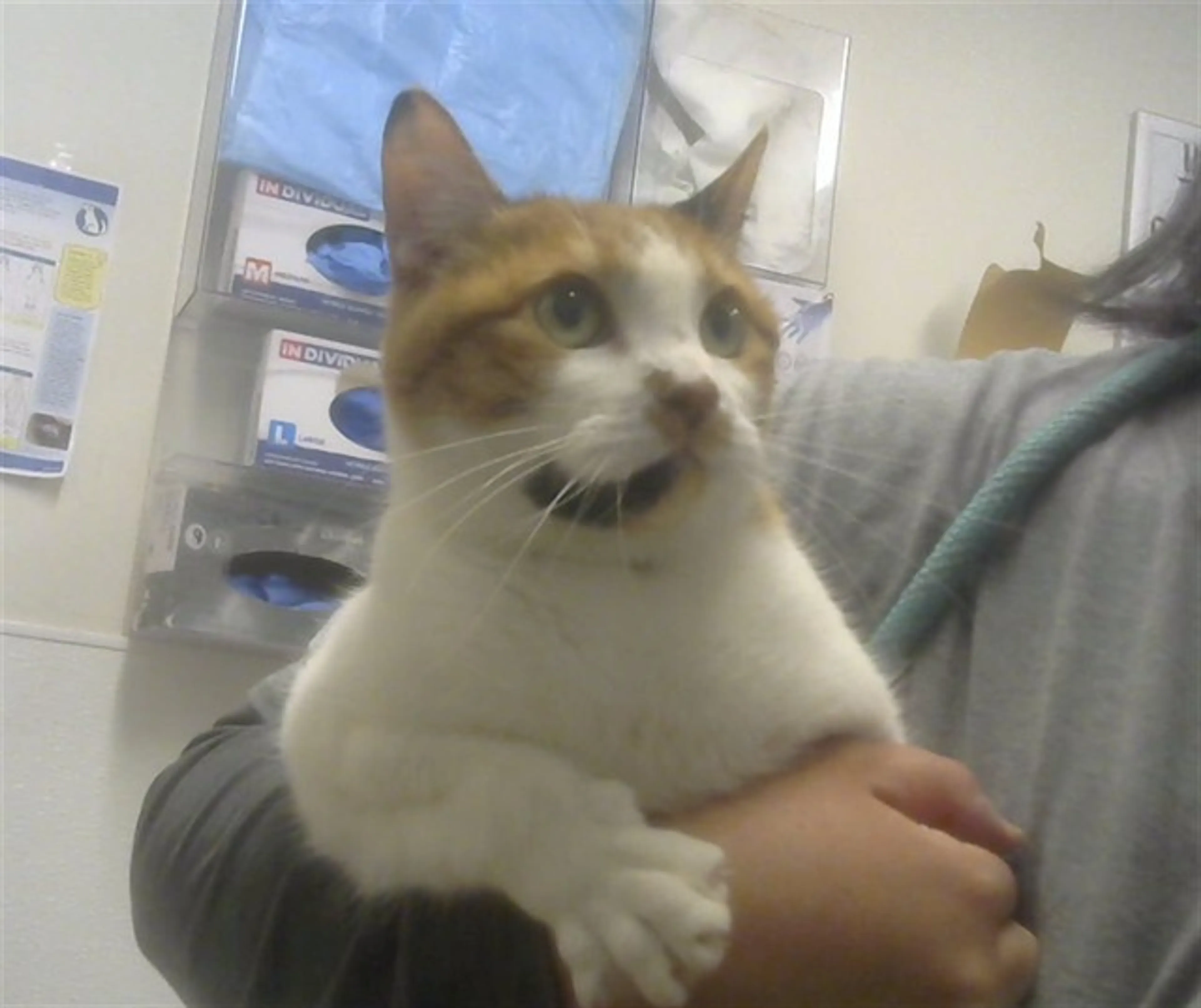 Found pet