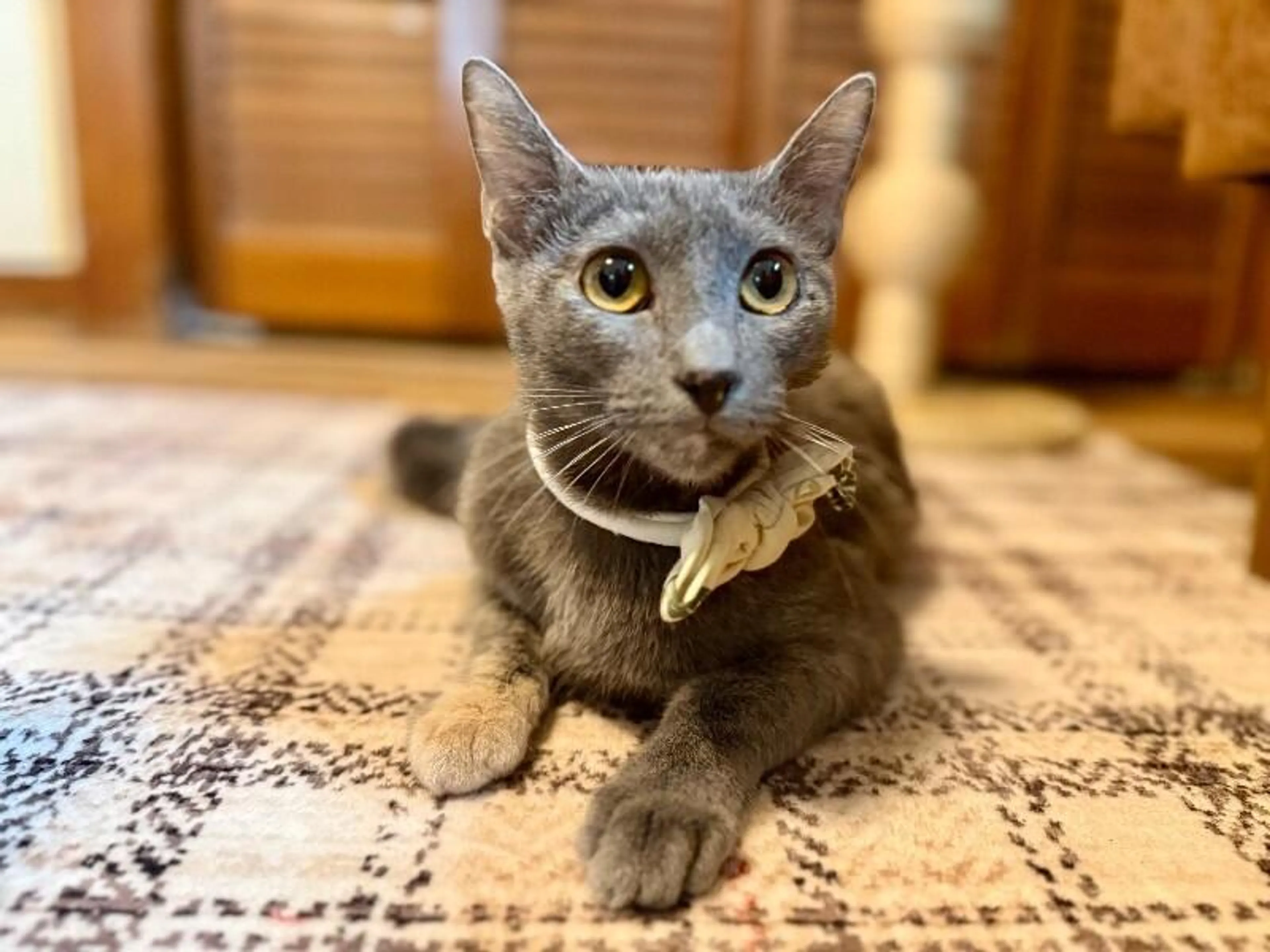 Found pet-1