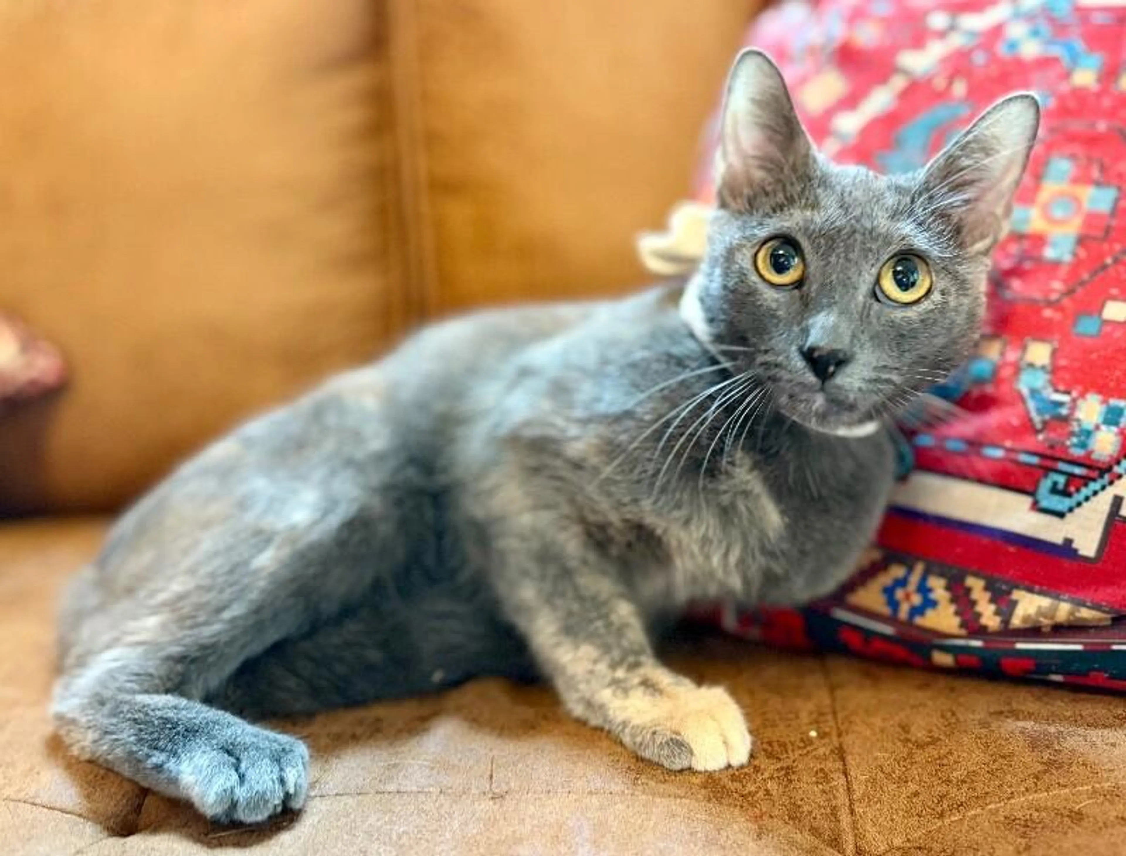 Found pet-4