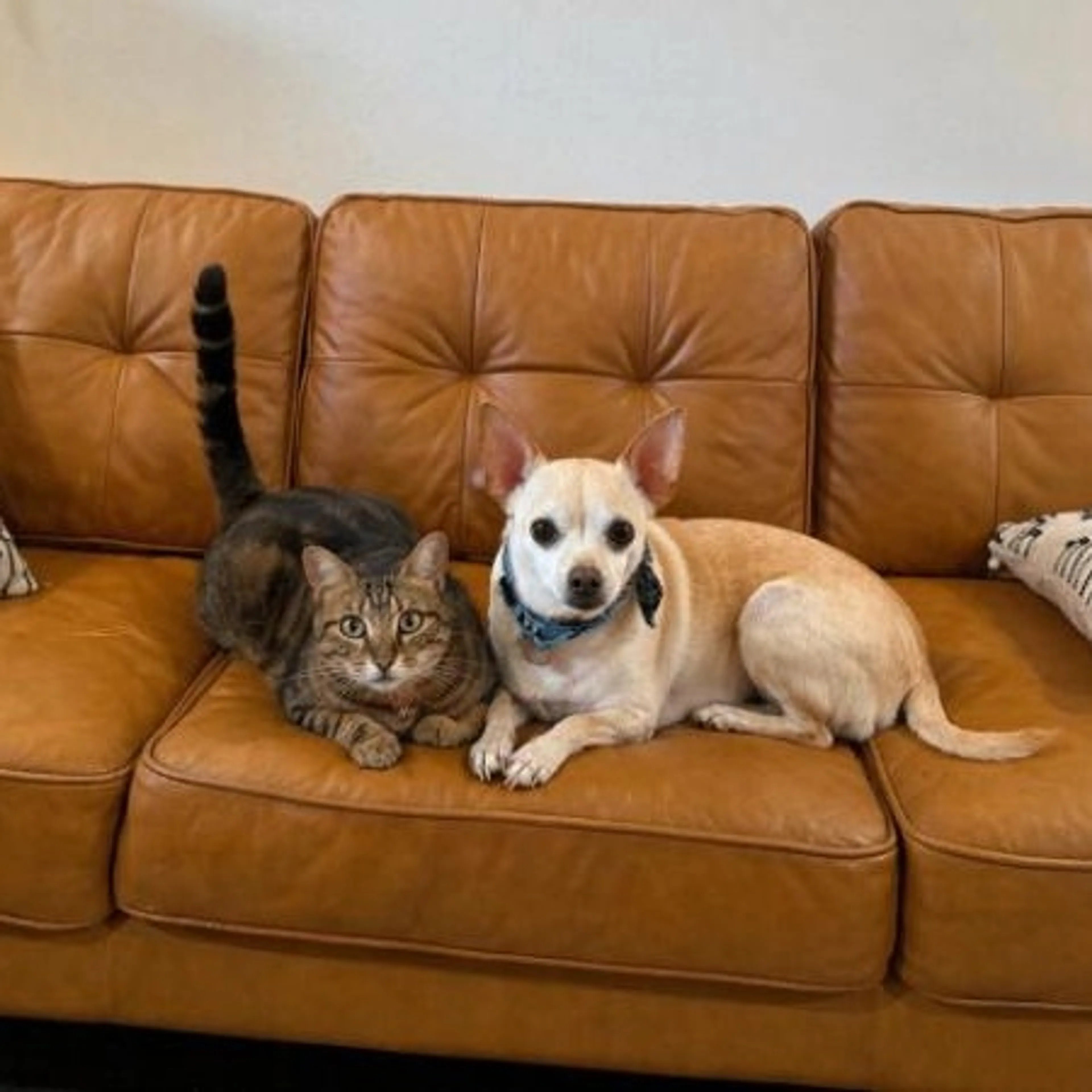 Found pet-4