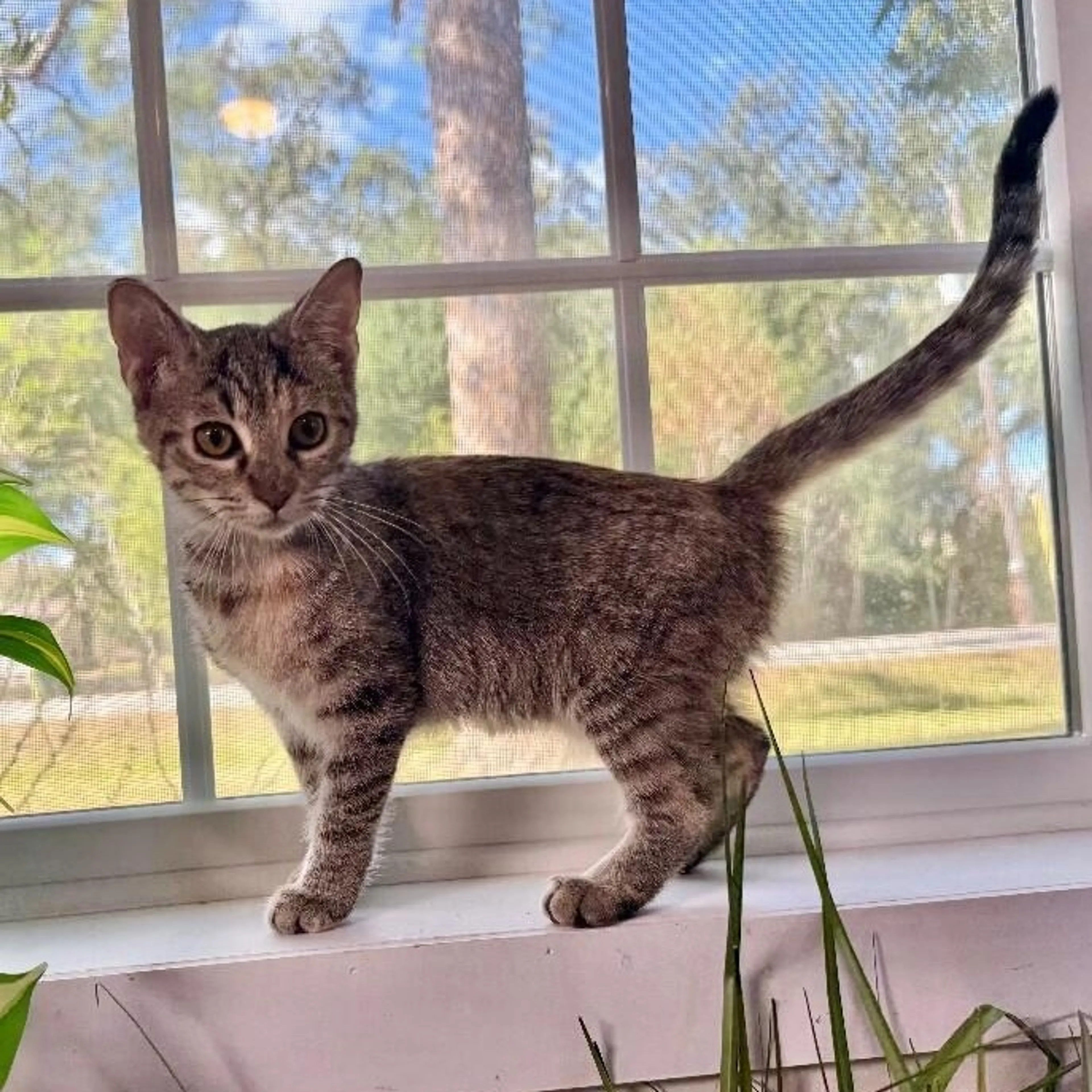 Found pet-2