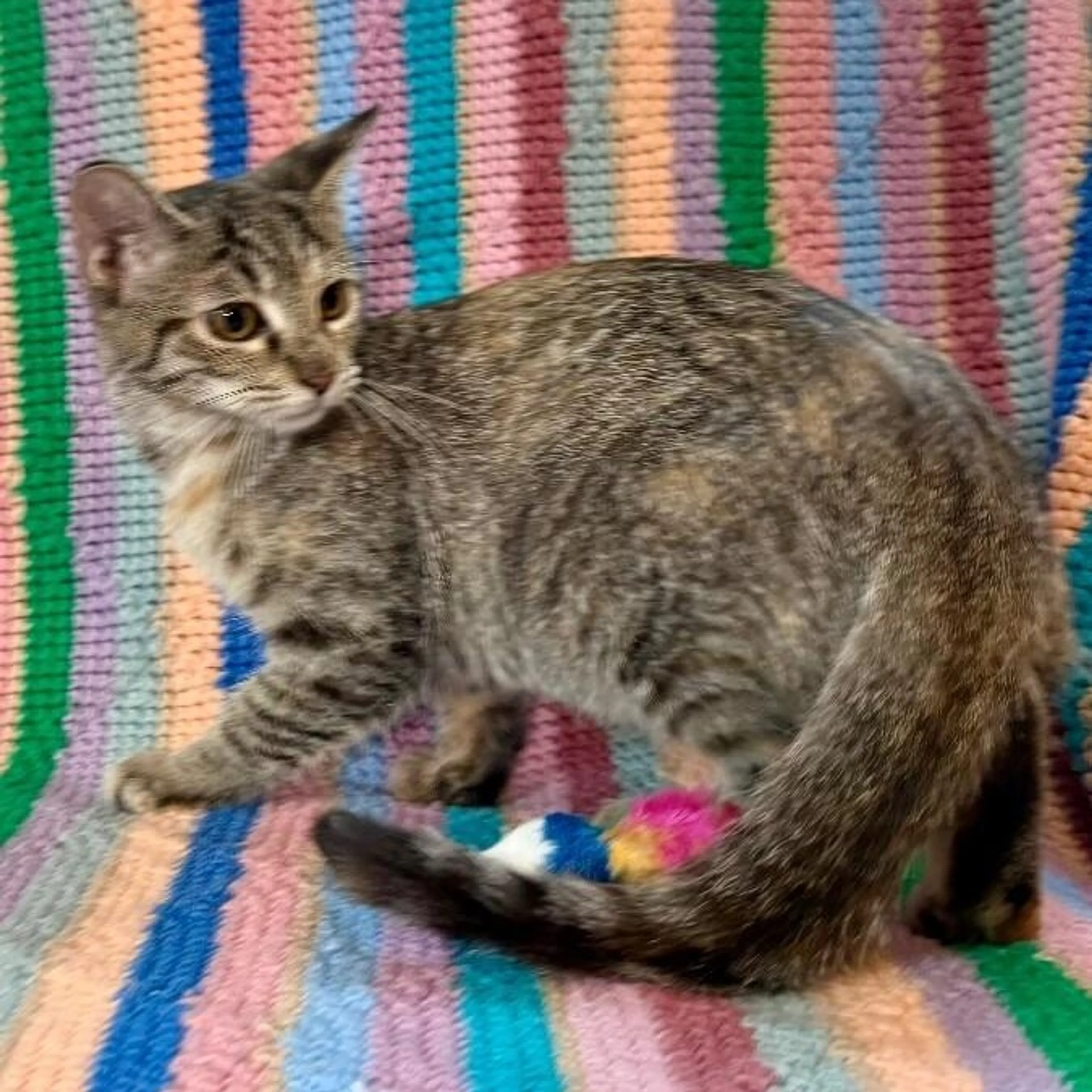 Found pet-4