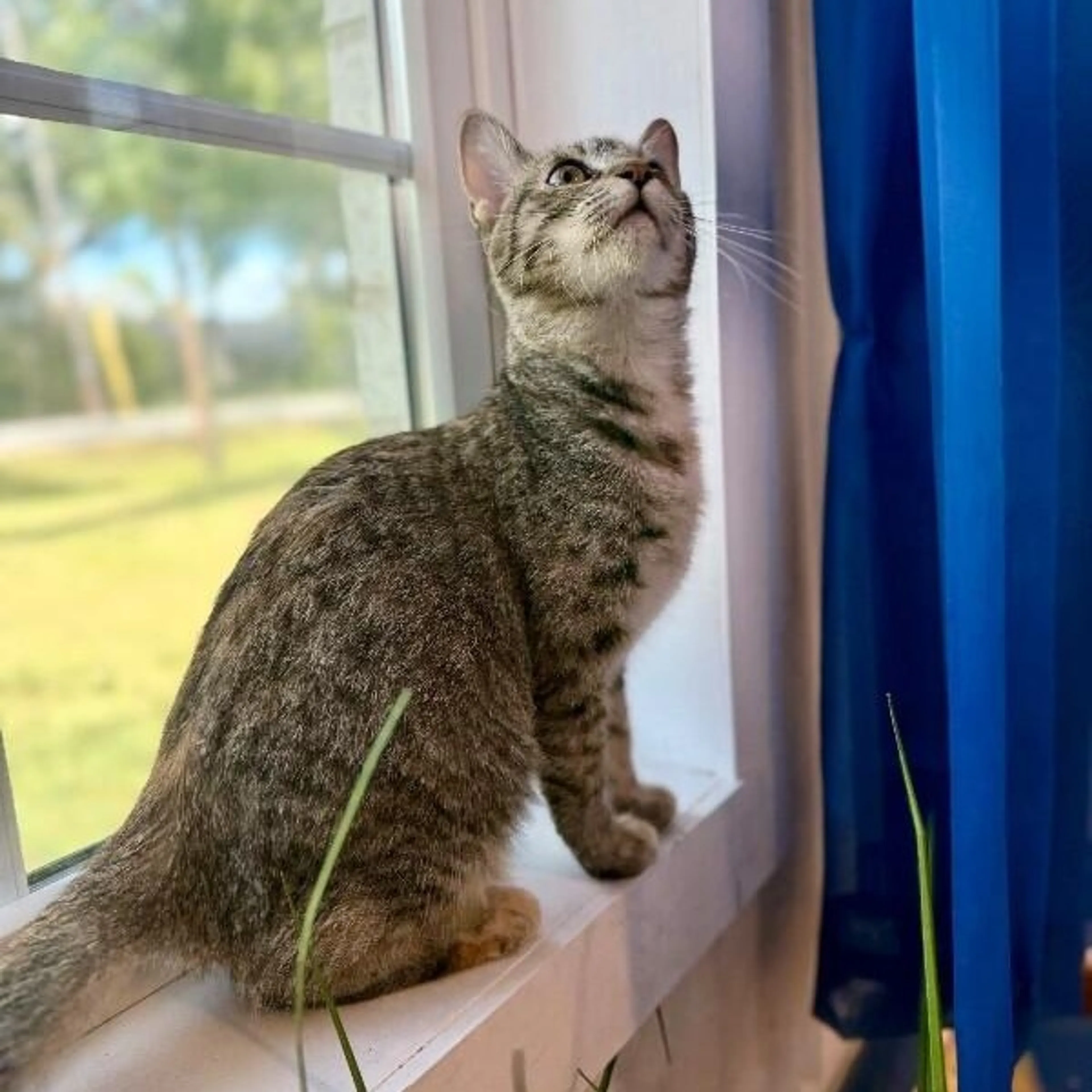 Found pet-3