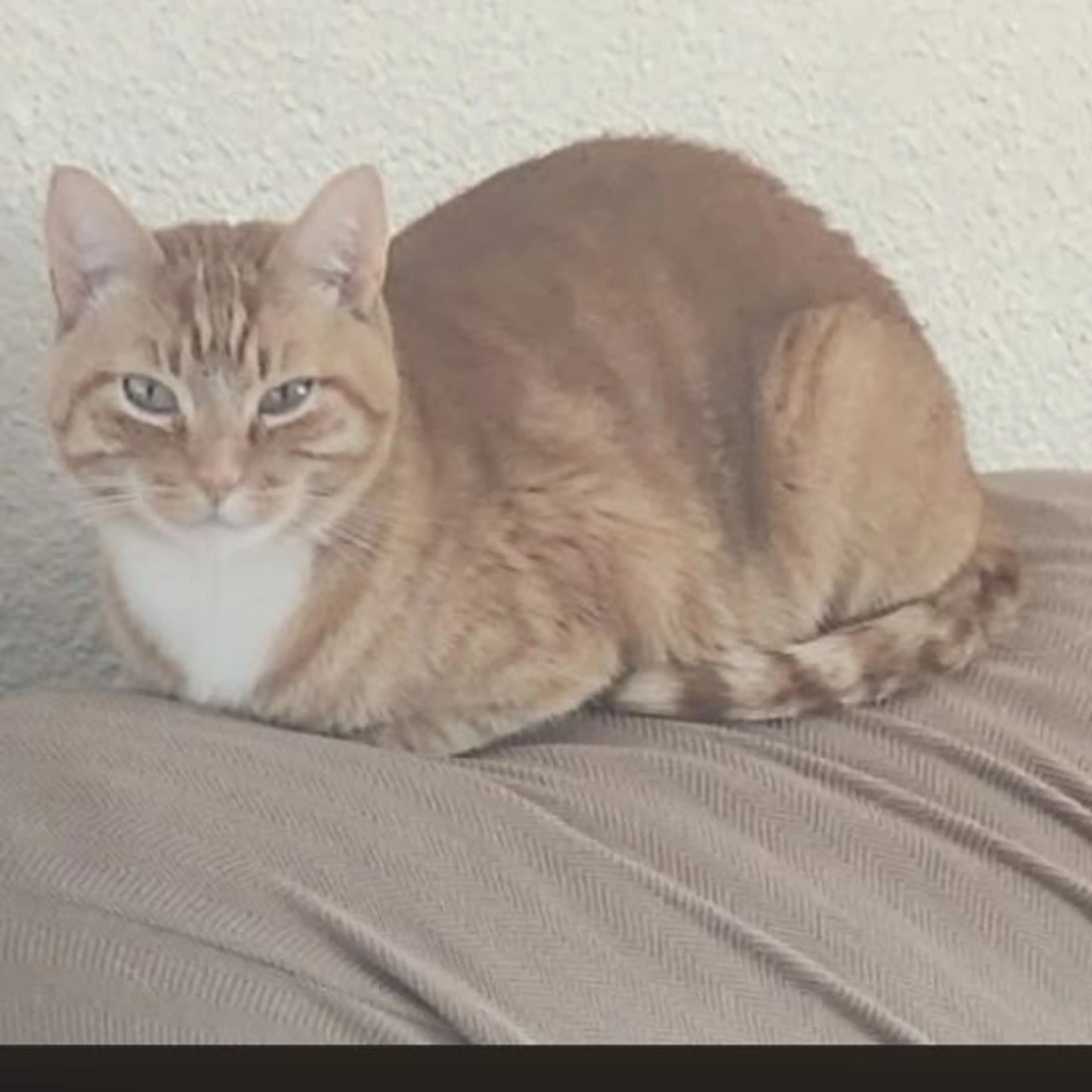 Lost pet