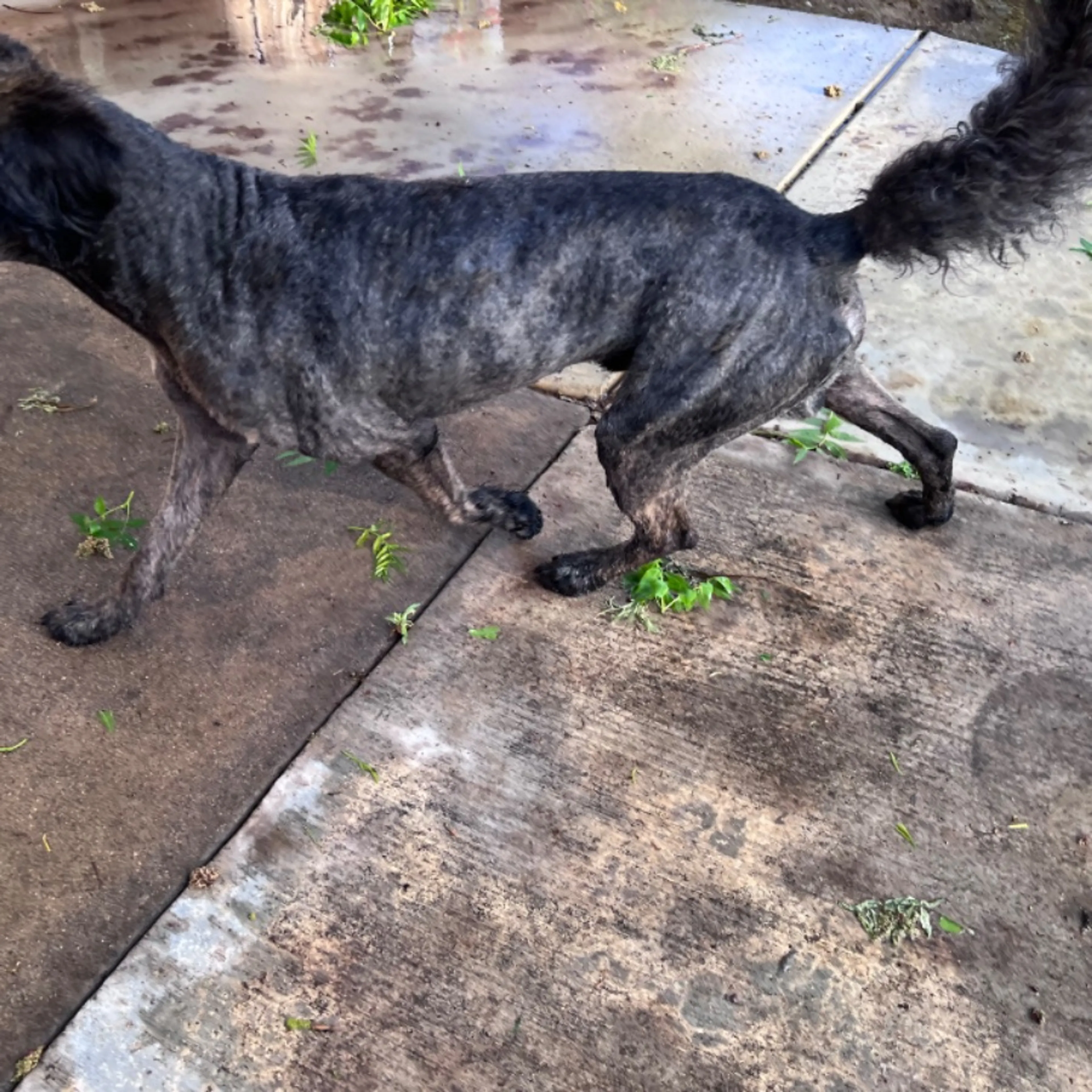 Found pet