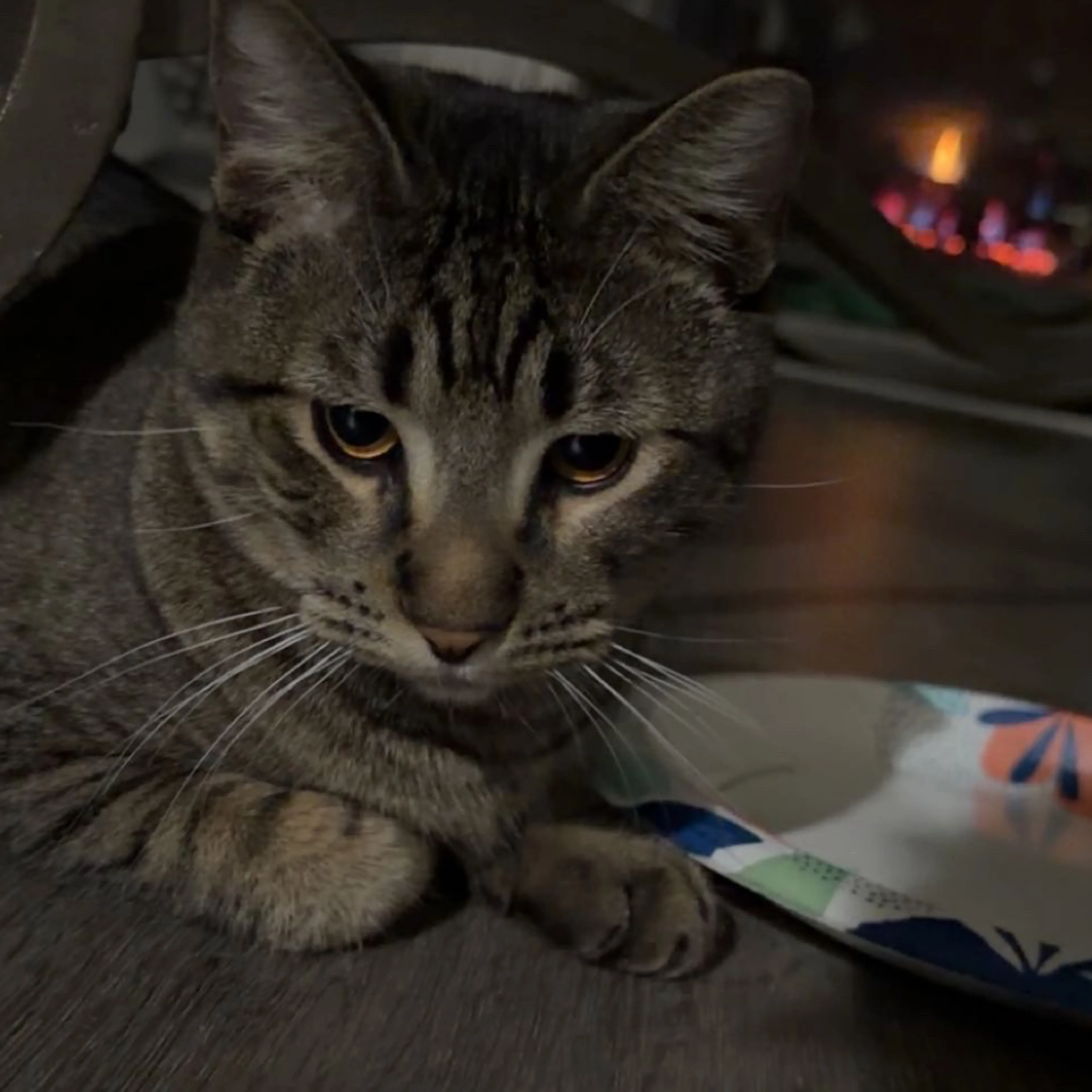 Lost pet-2