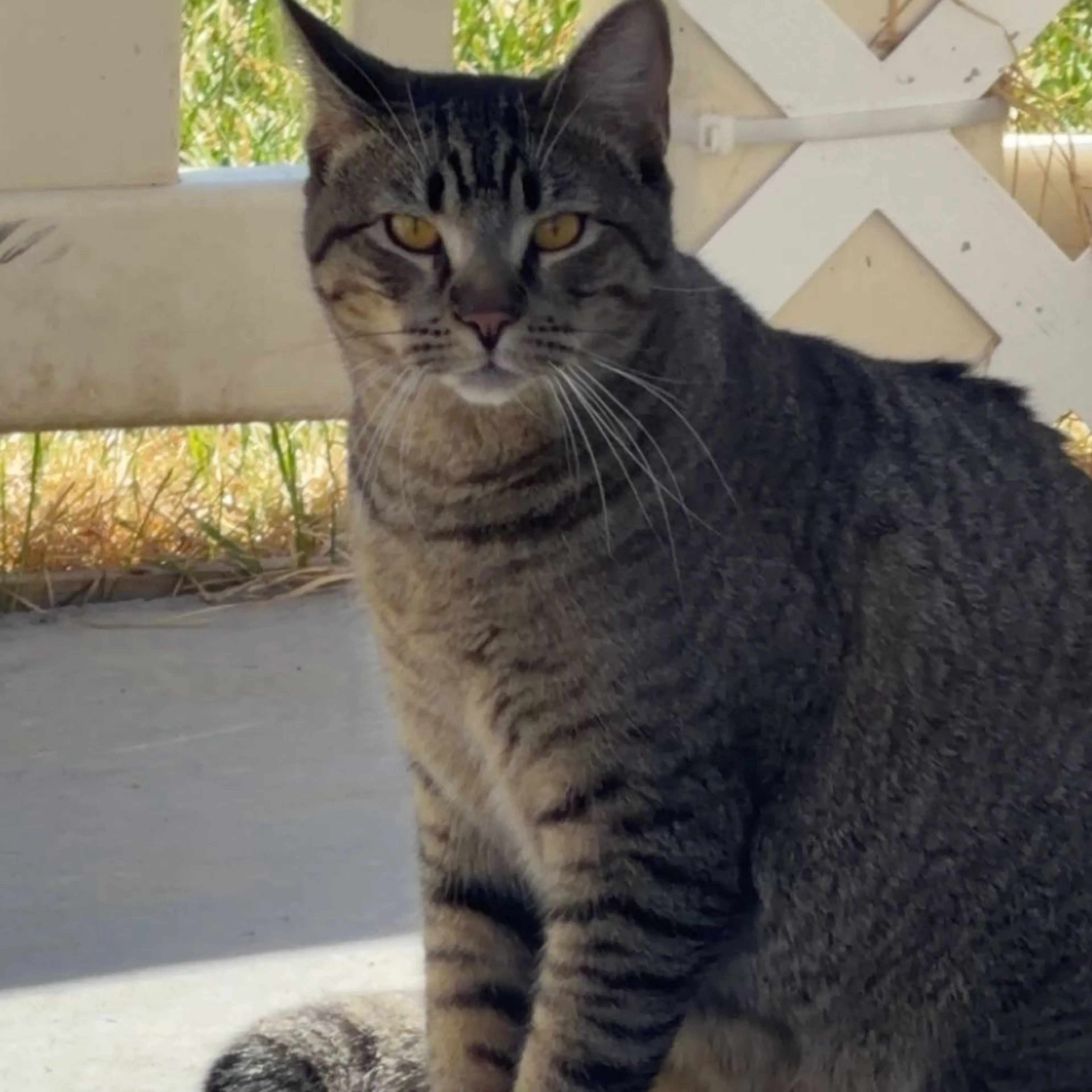 Lost pet-1