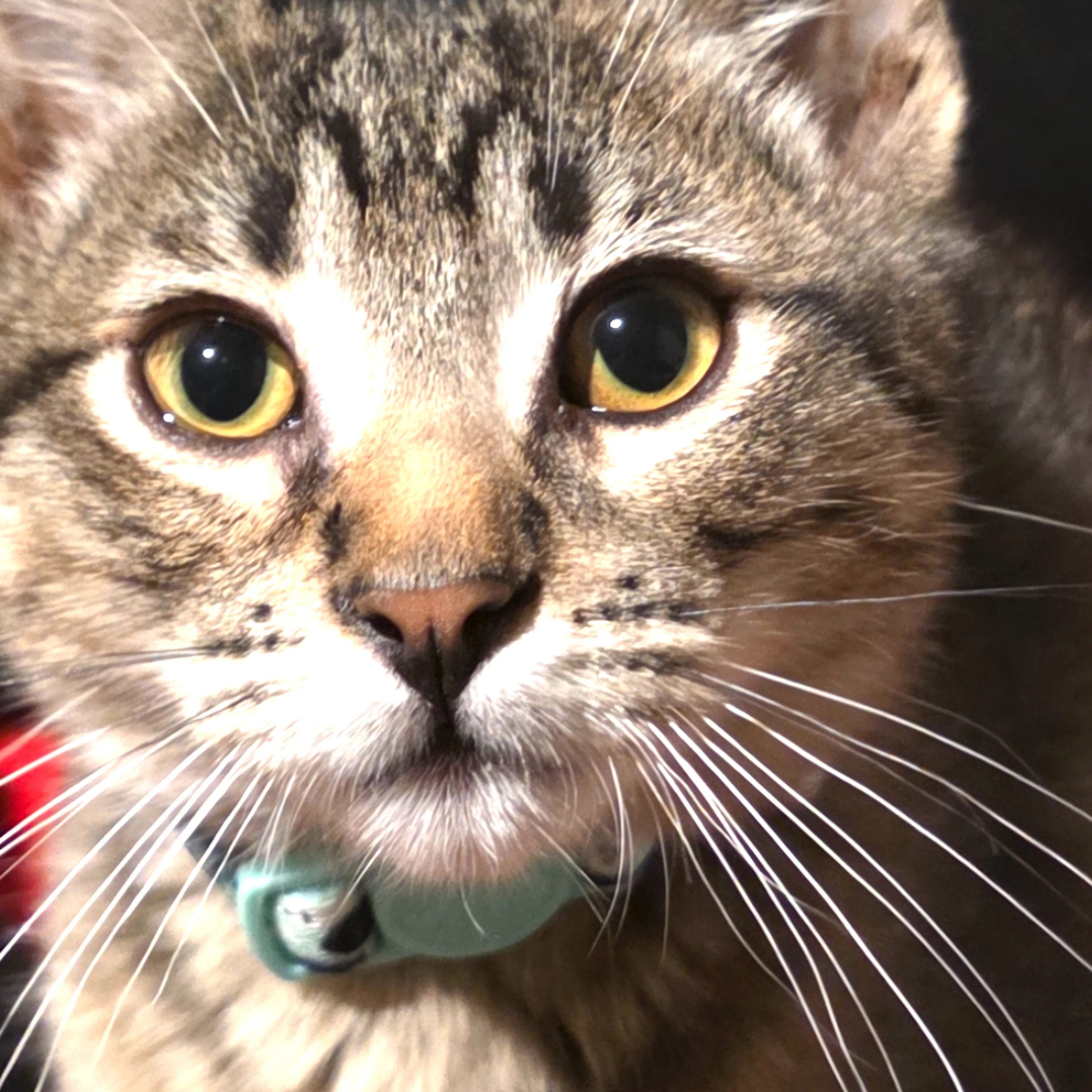 Lost pet-3