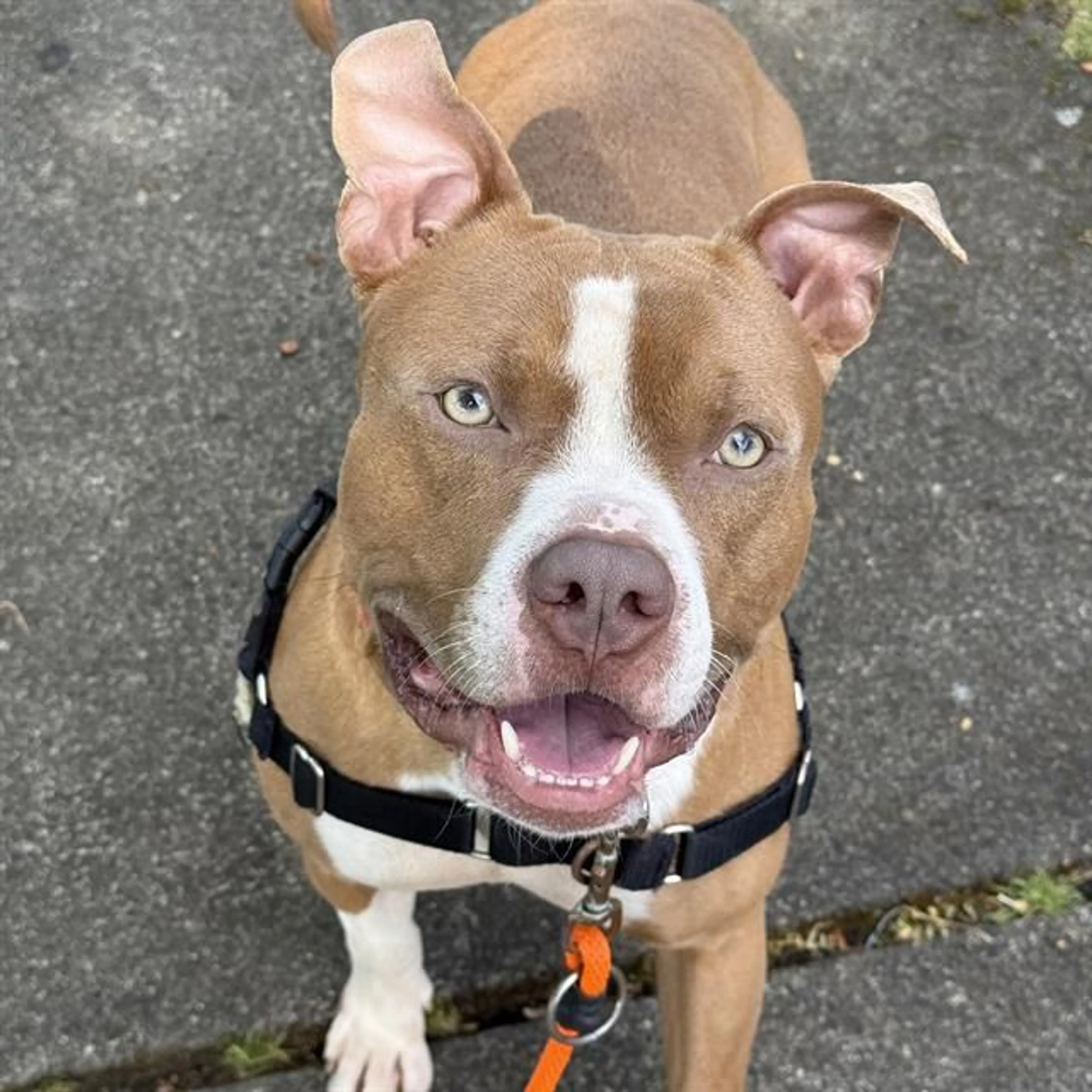 Found pet