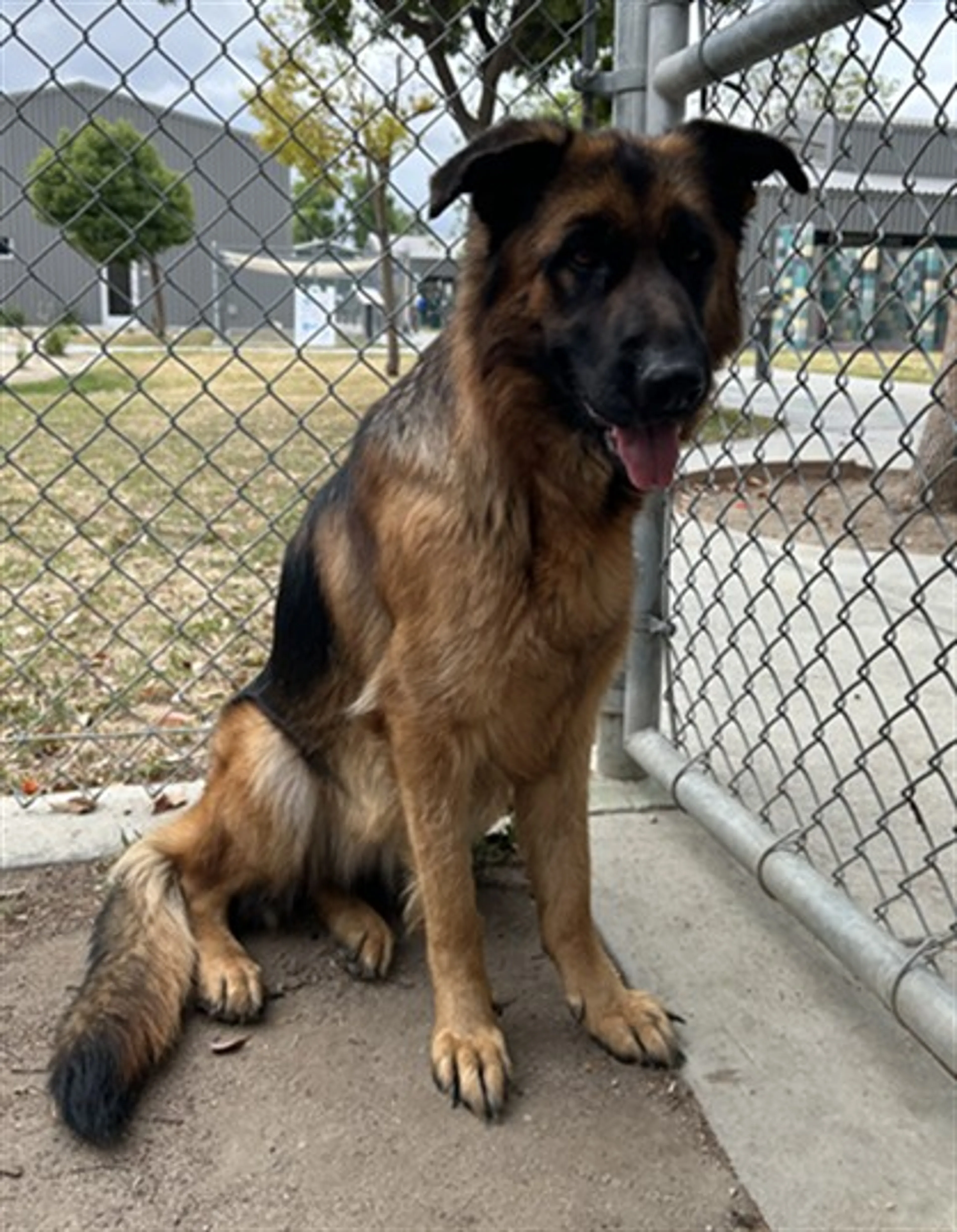 Found pet