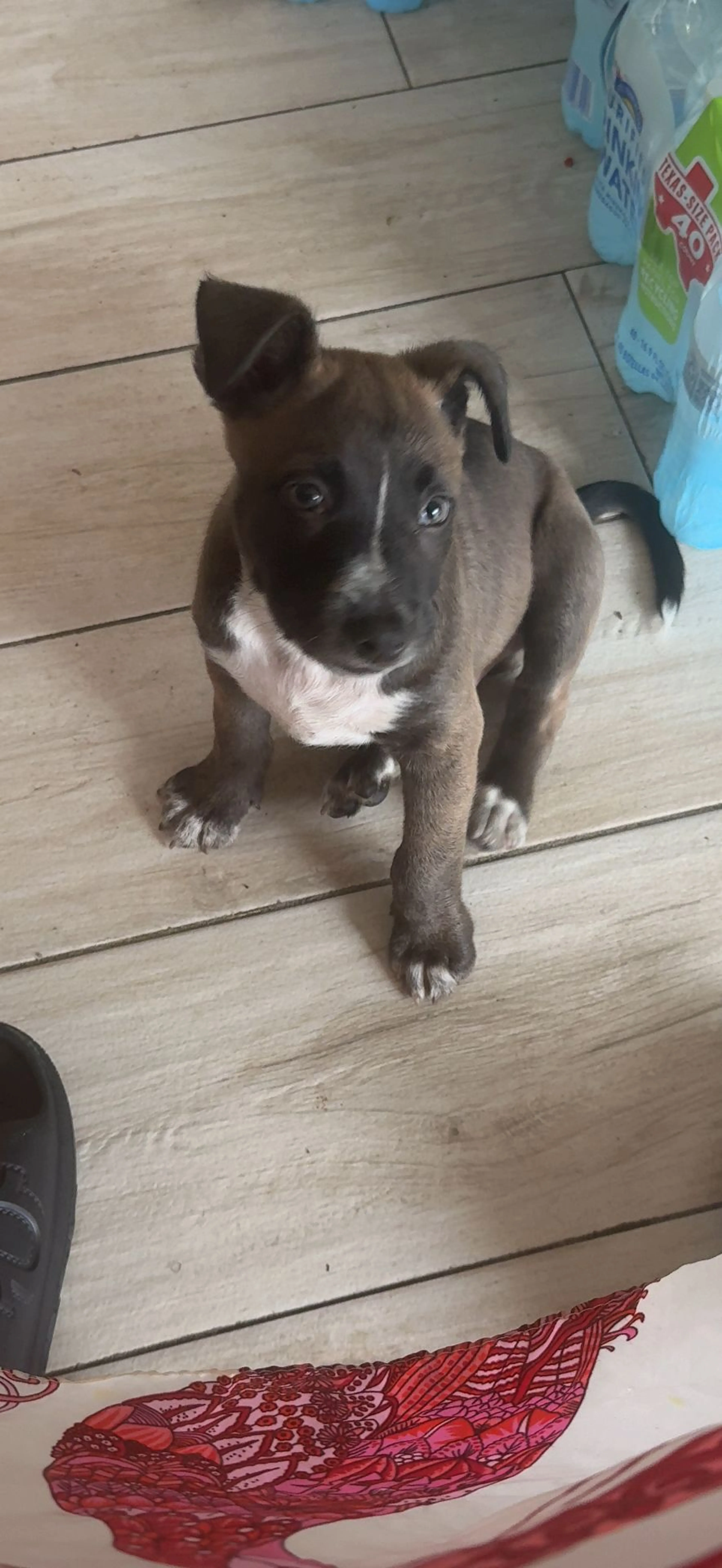 Lost pet-1
