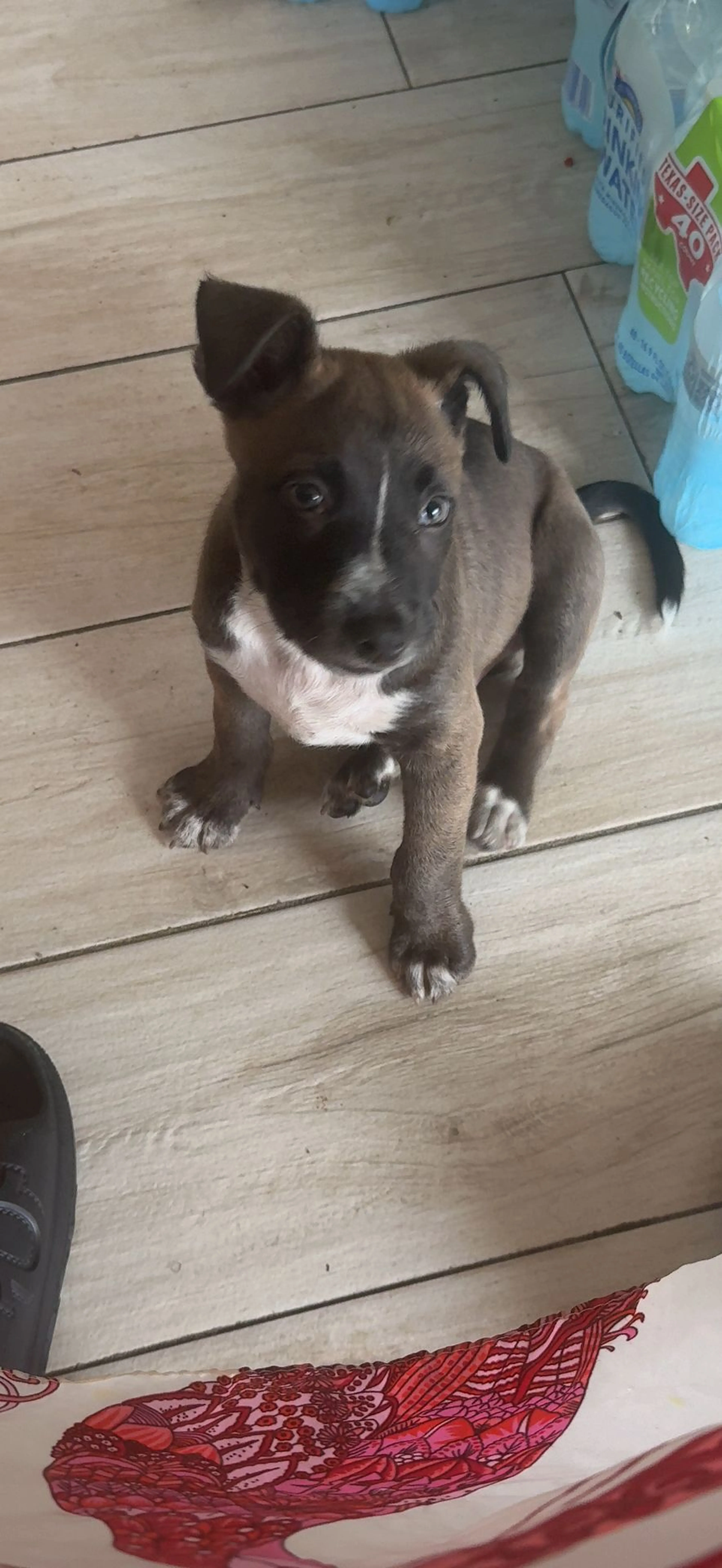 Lost pet-1