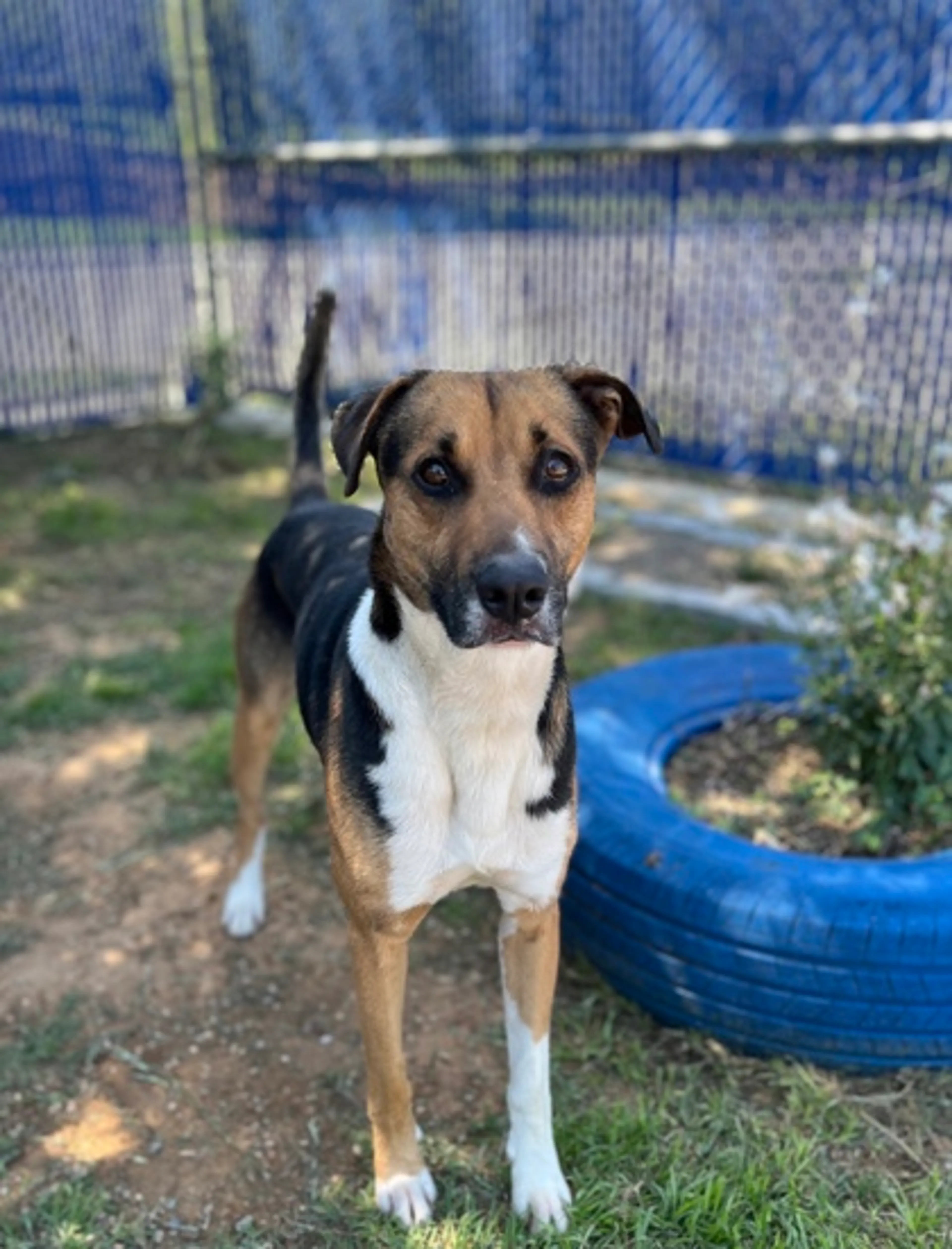 Found pet-2