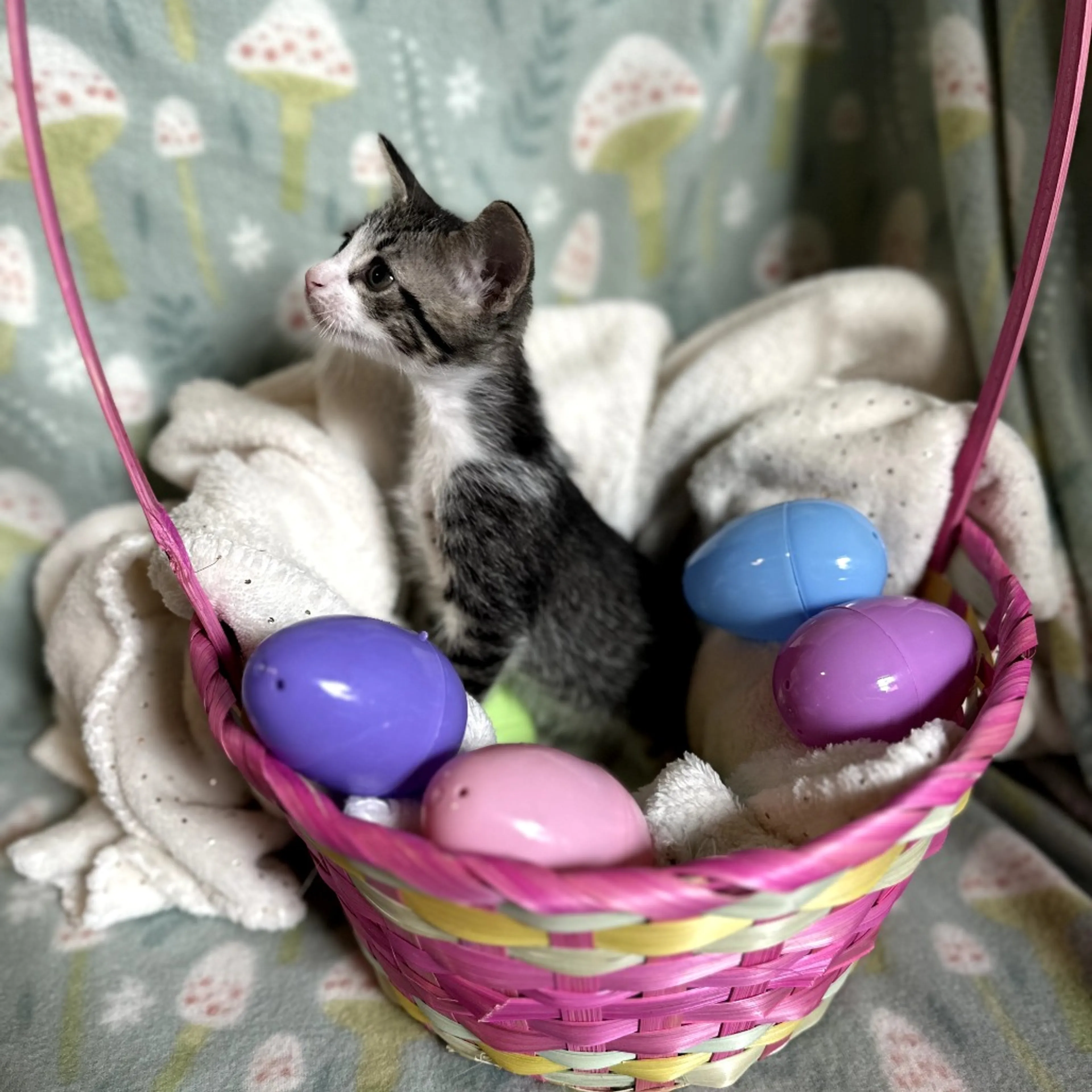Found pet-1