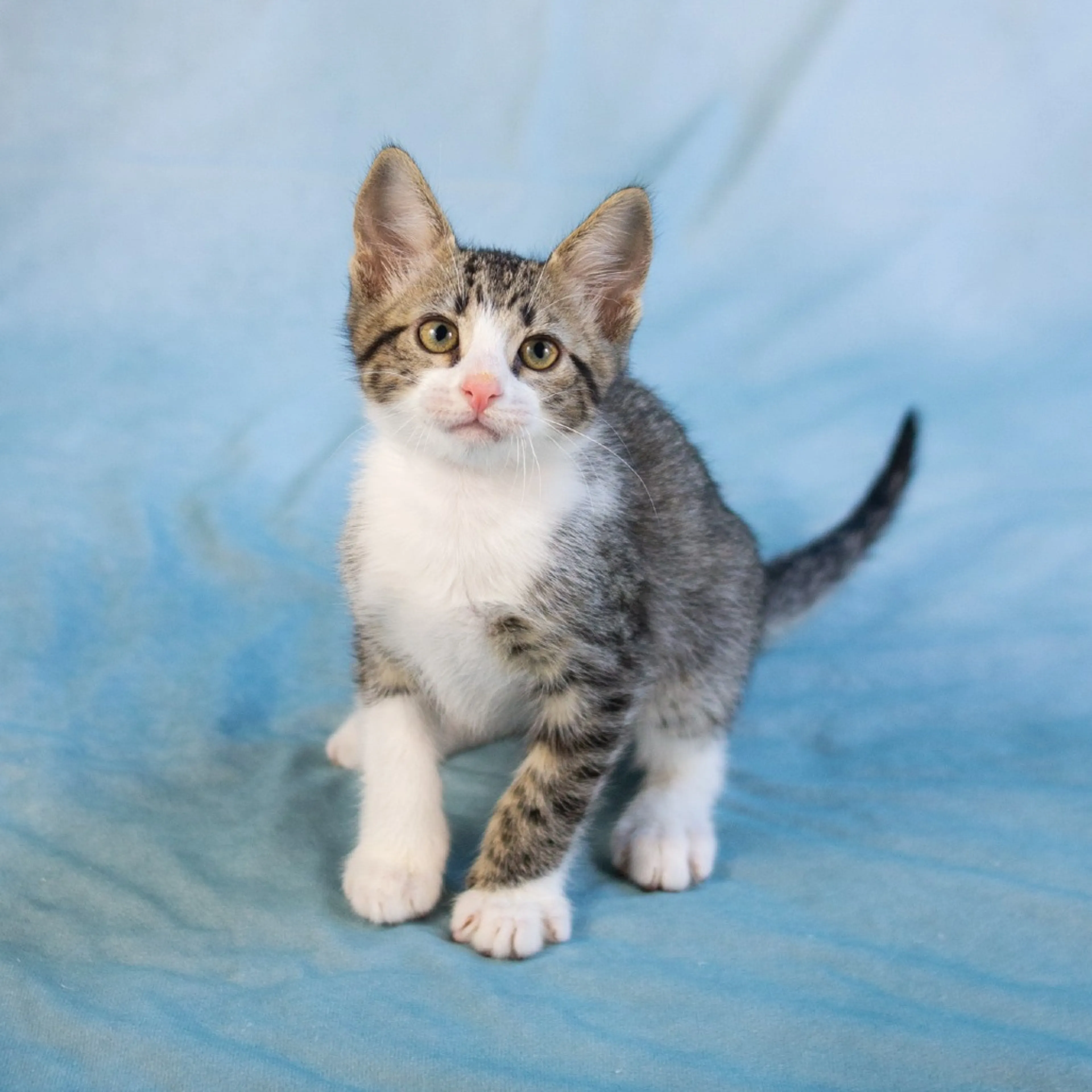 Found pet-4