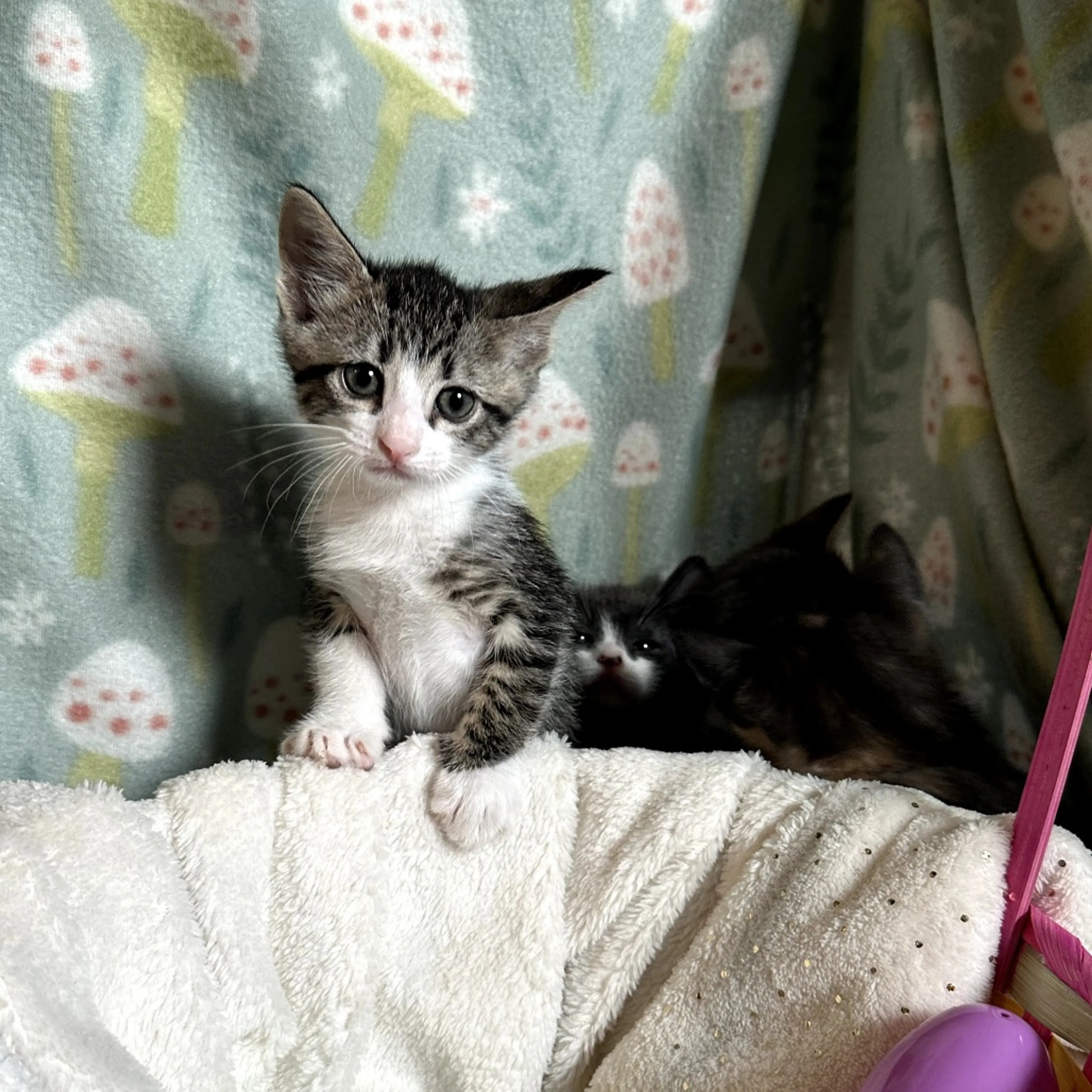 Found pet-2