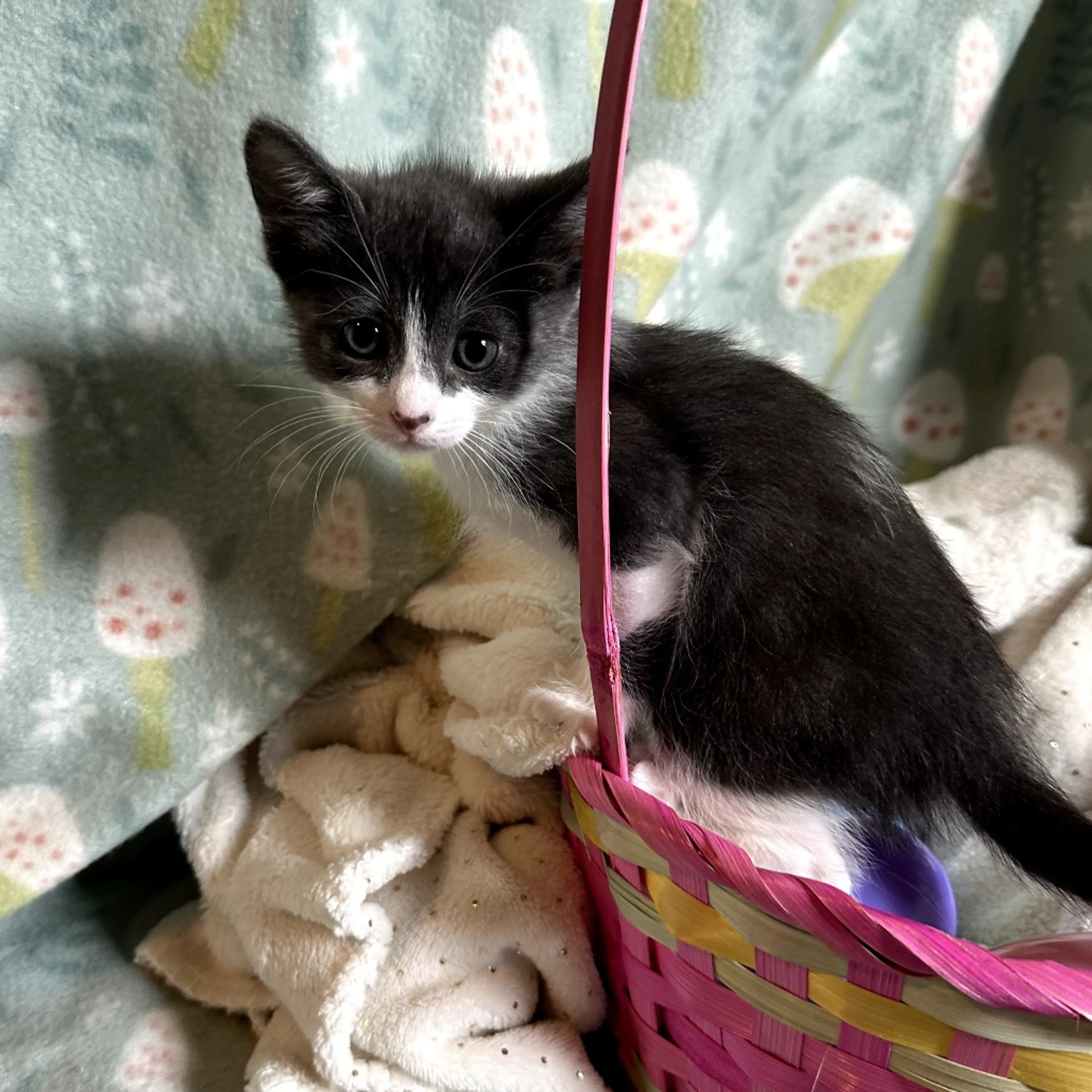 Found pet-2