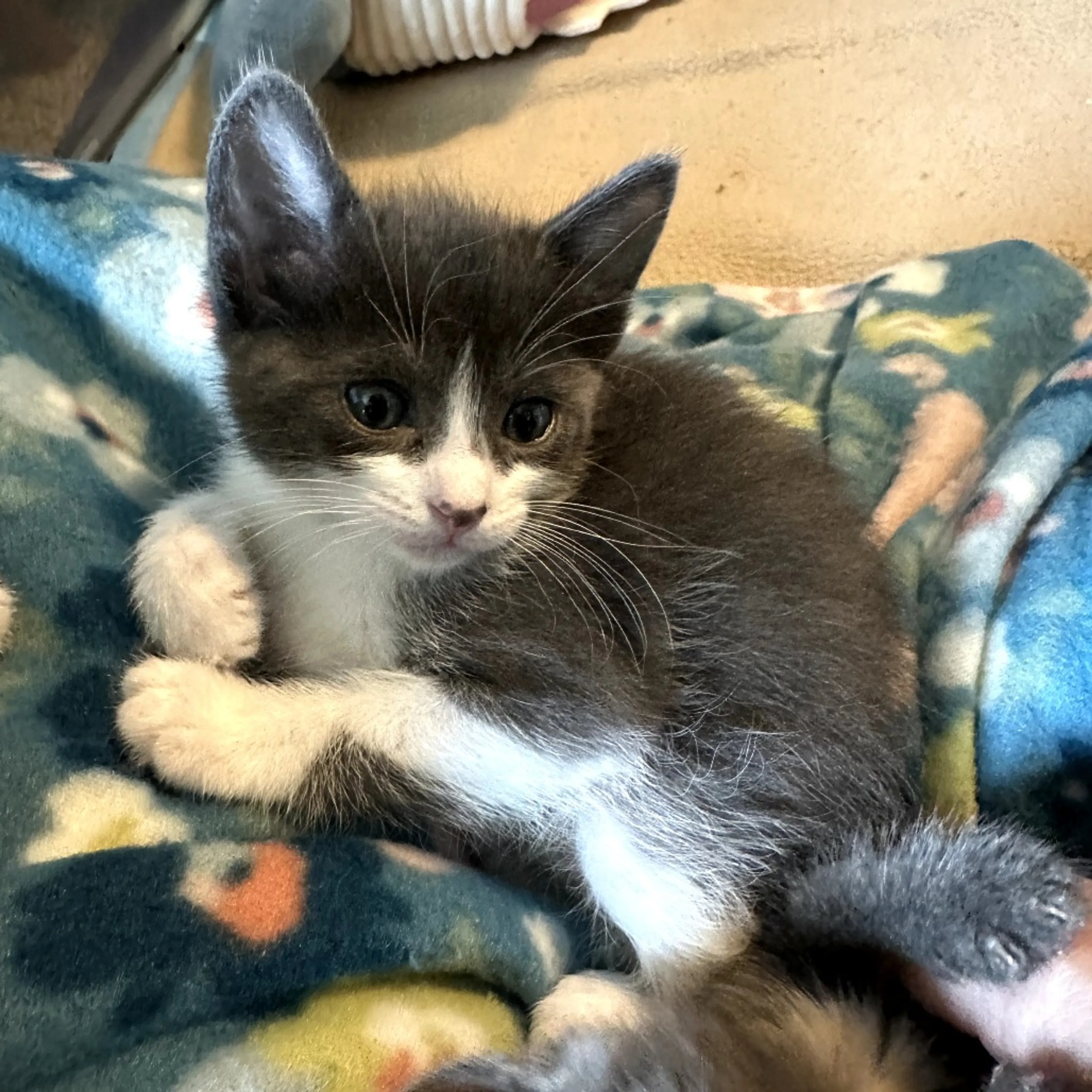 Found pet-1