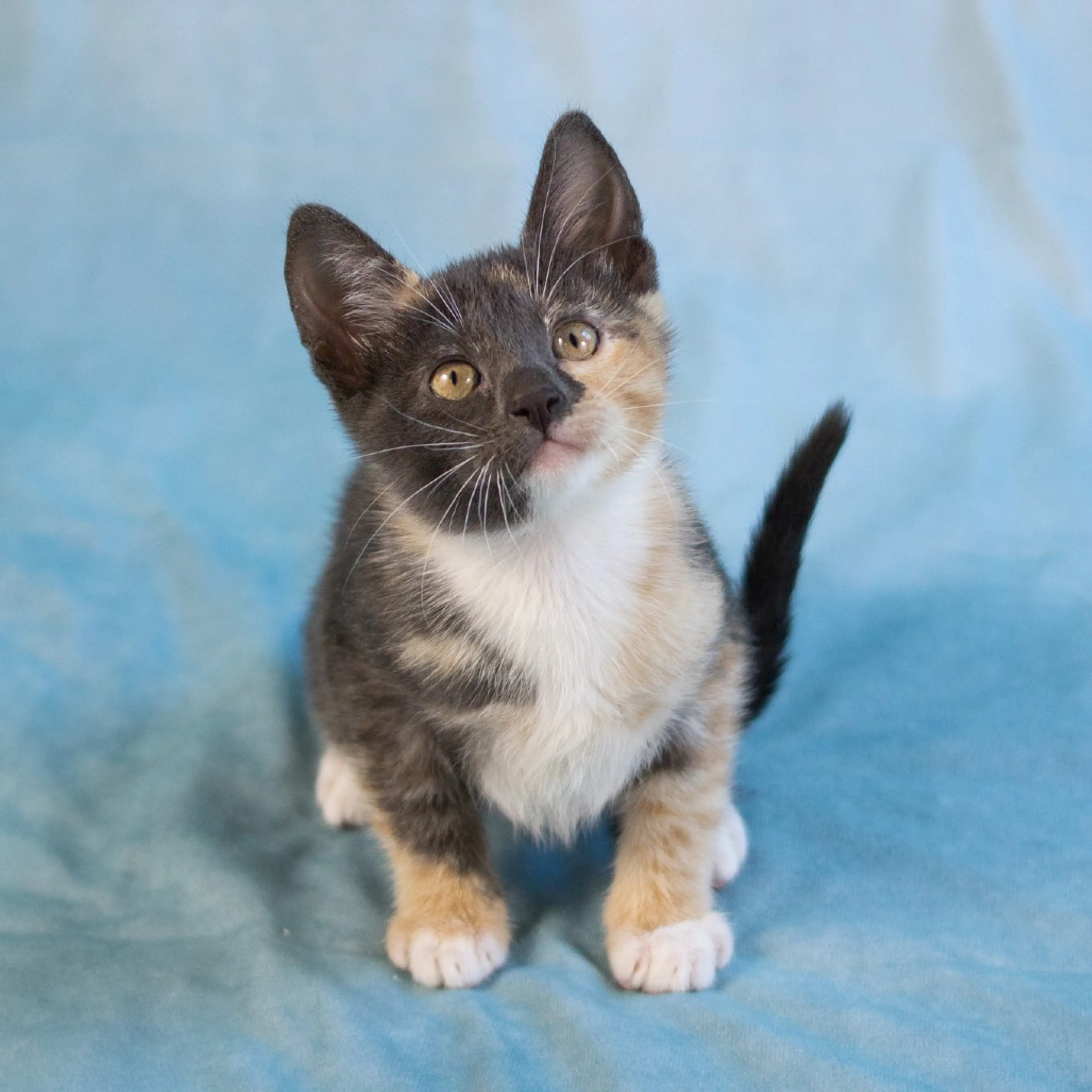 Found pet-4
