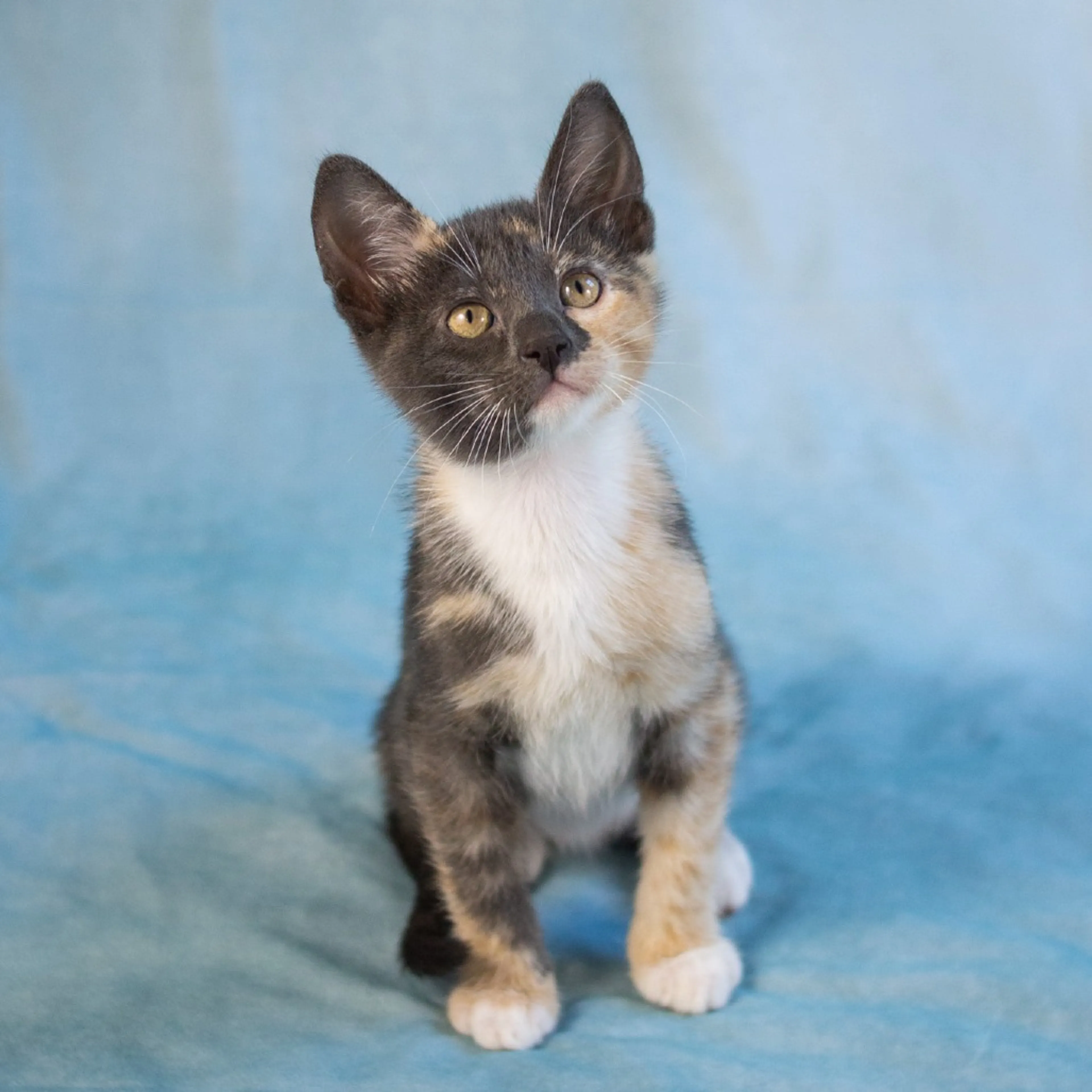 Found pet-5