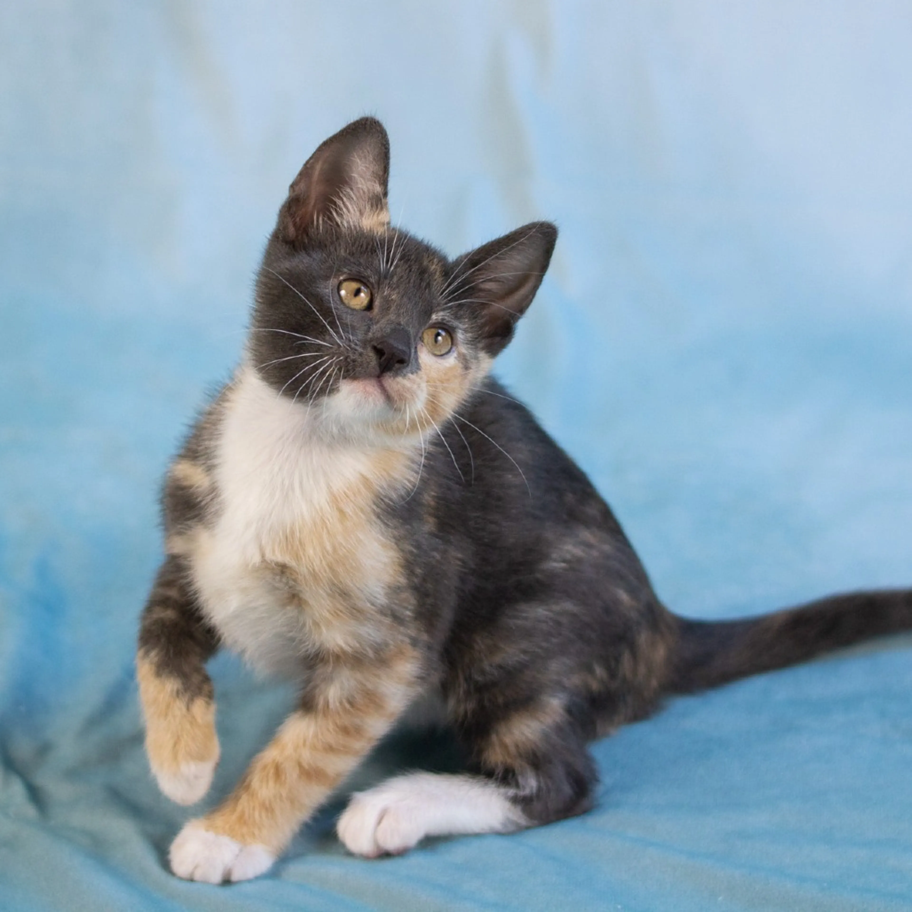 Found pet-6