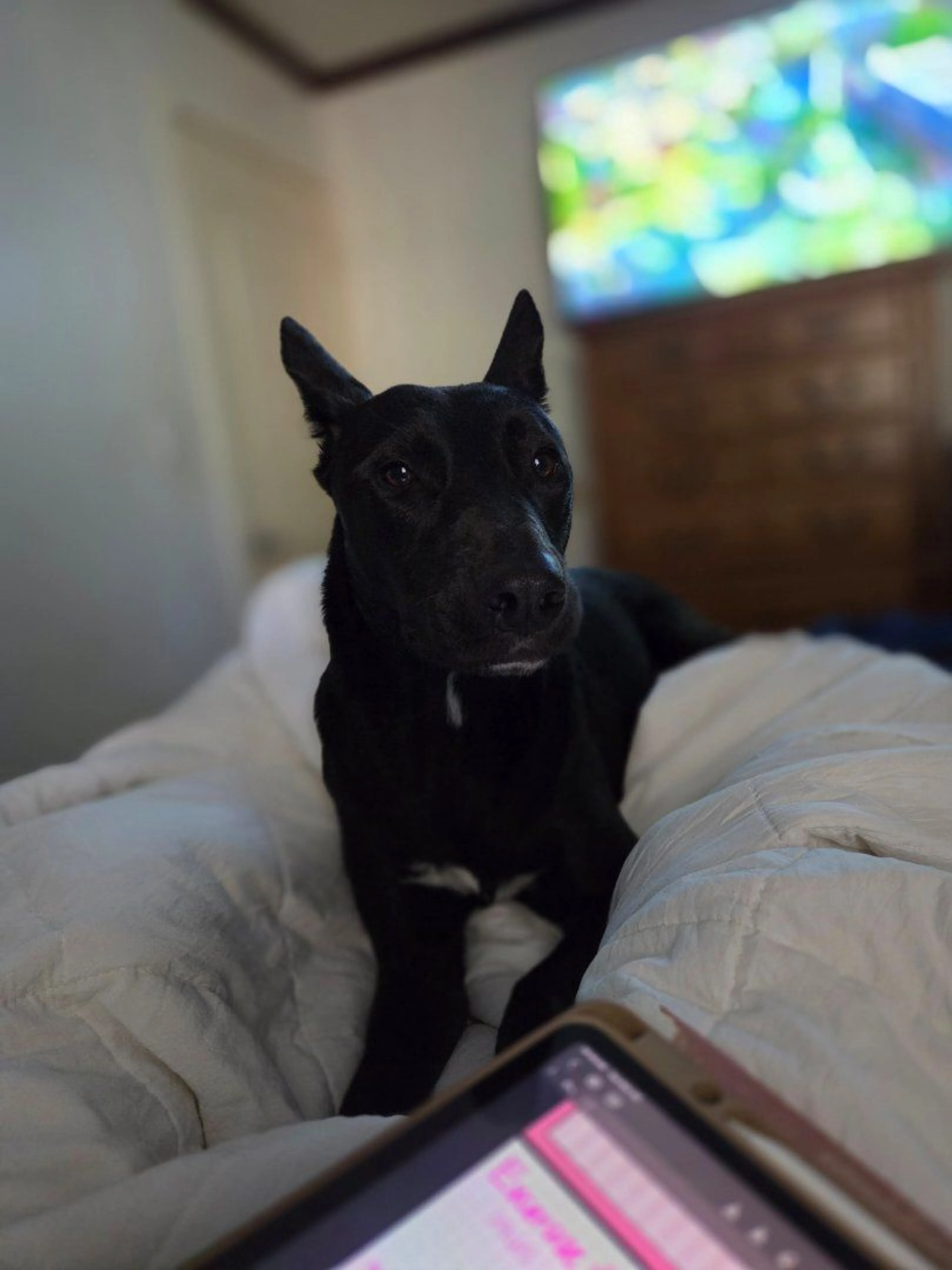 Lost pet