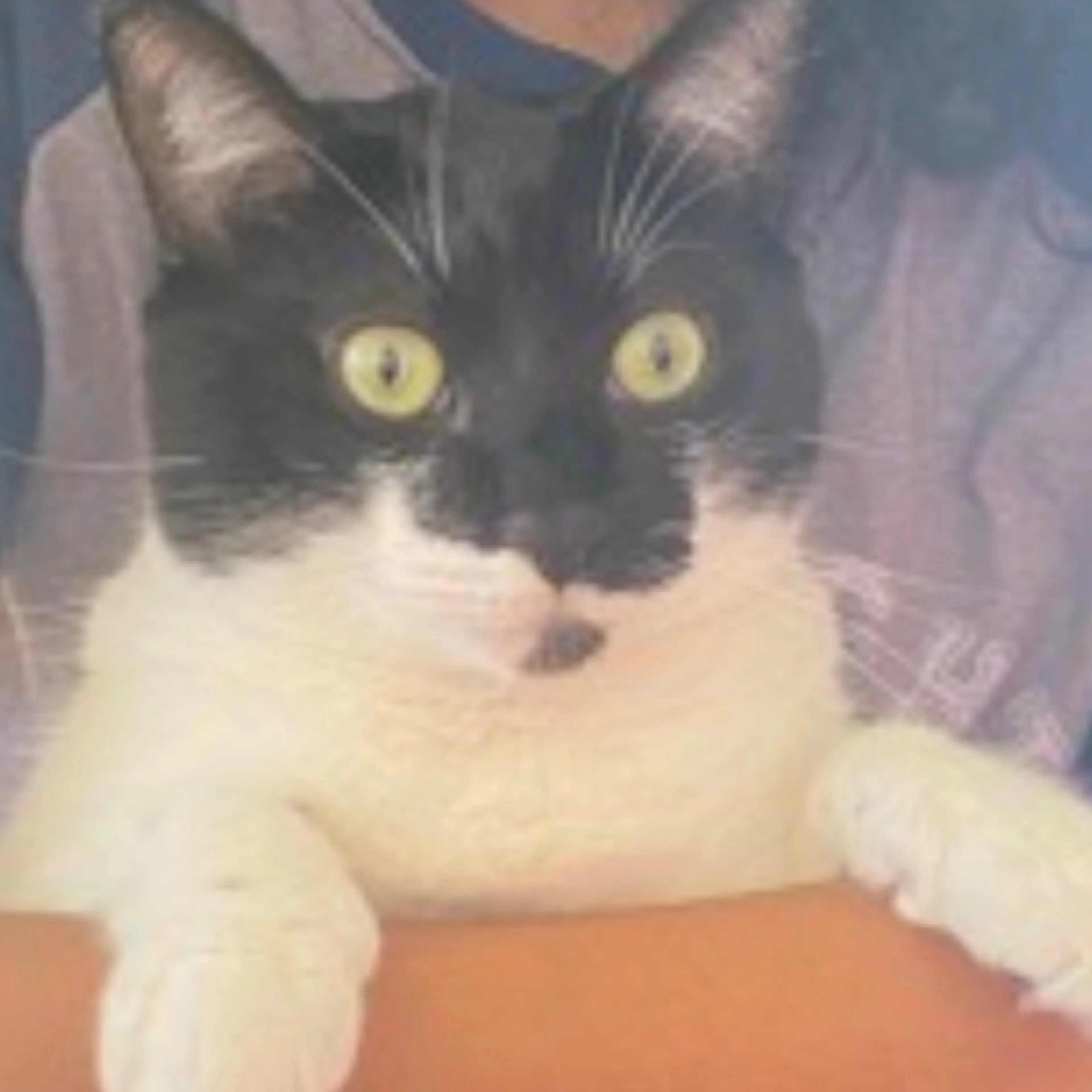 Lost pet