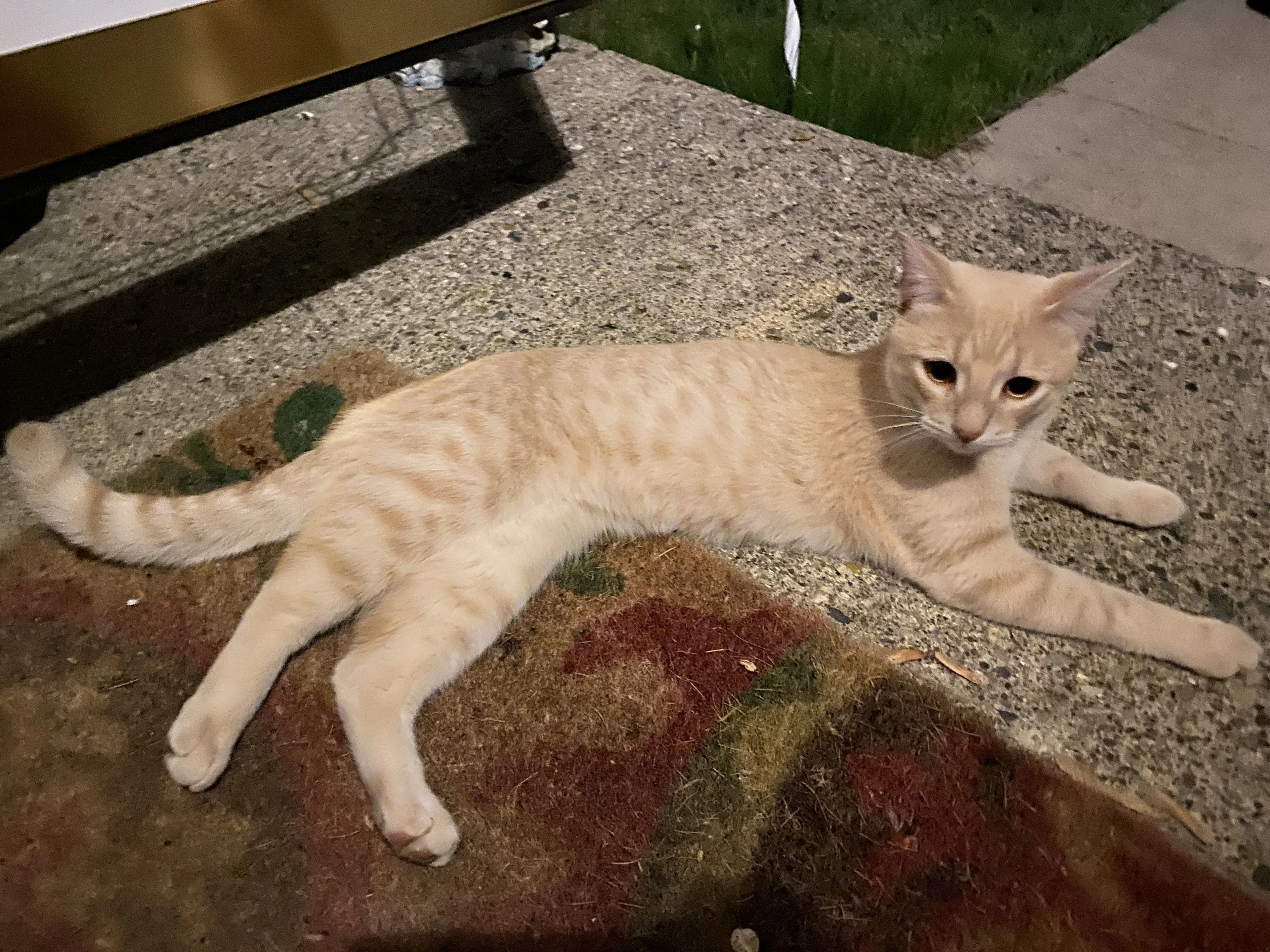 Lost pet-0