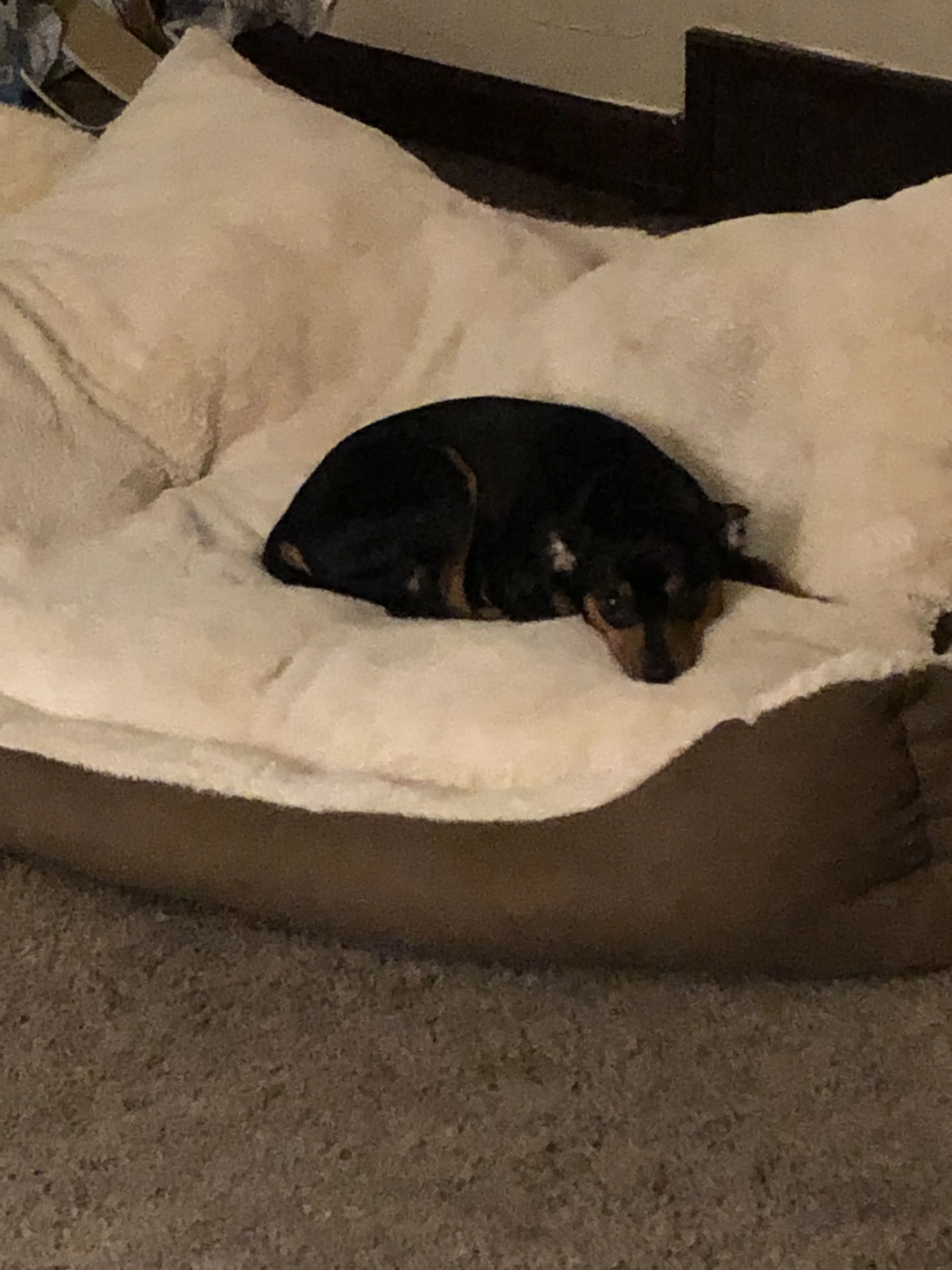 Lost pet-1