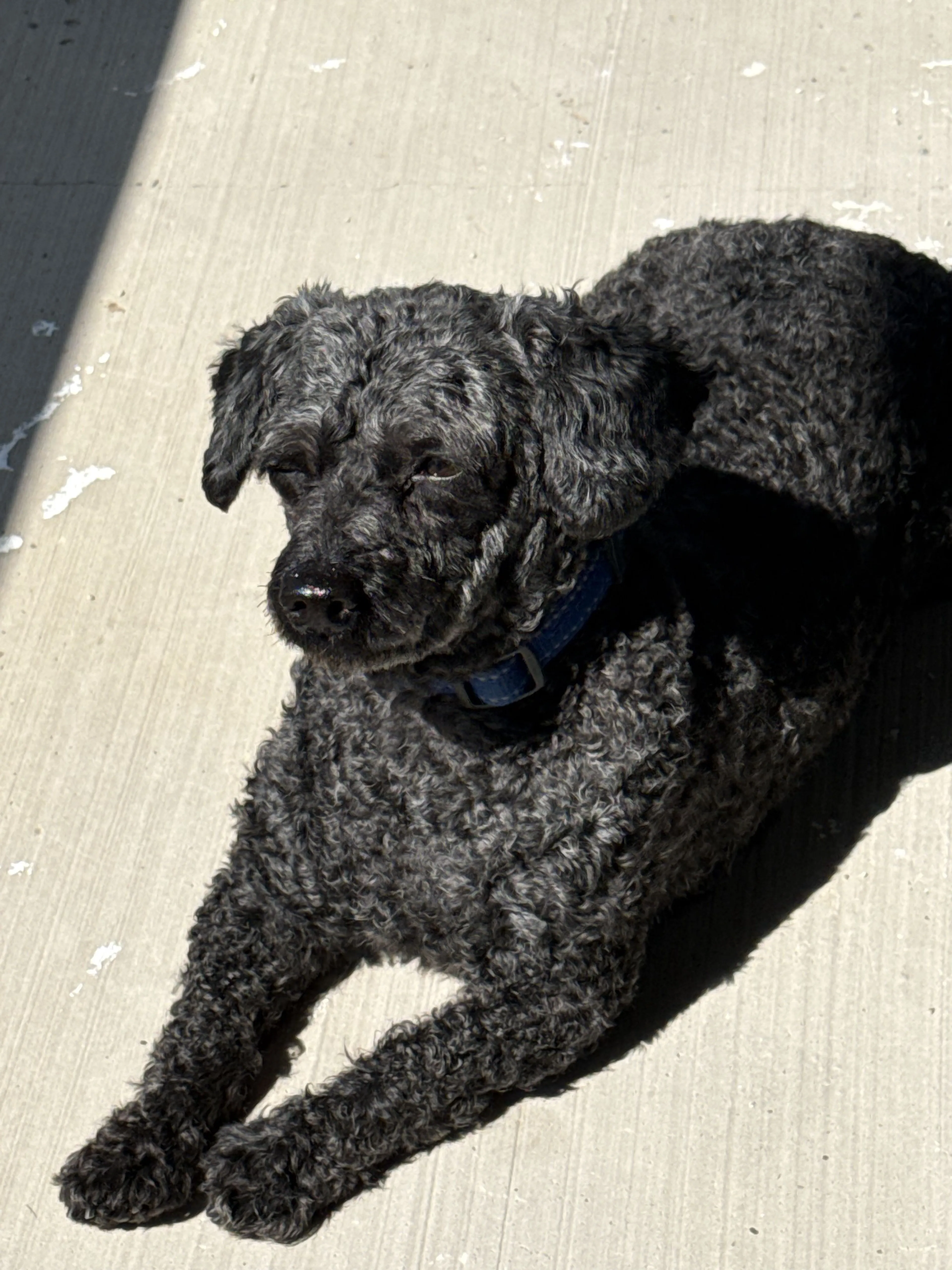 Lost pet-1