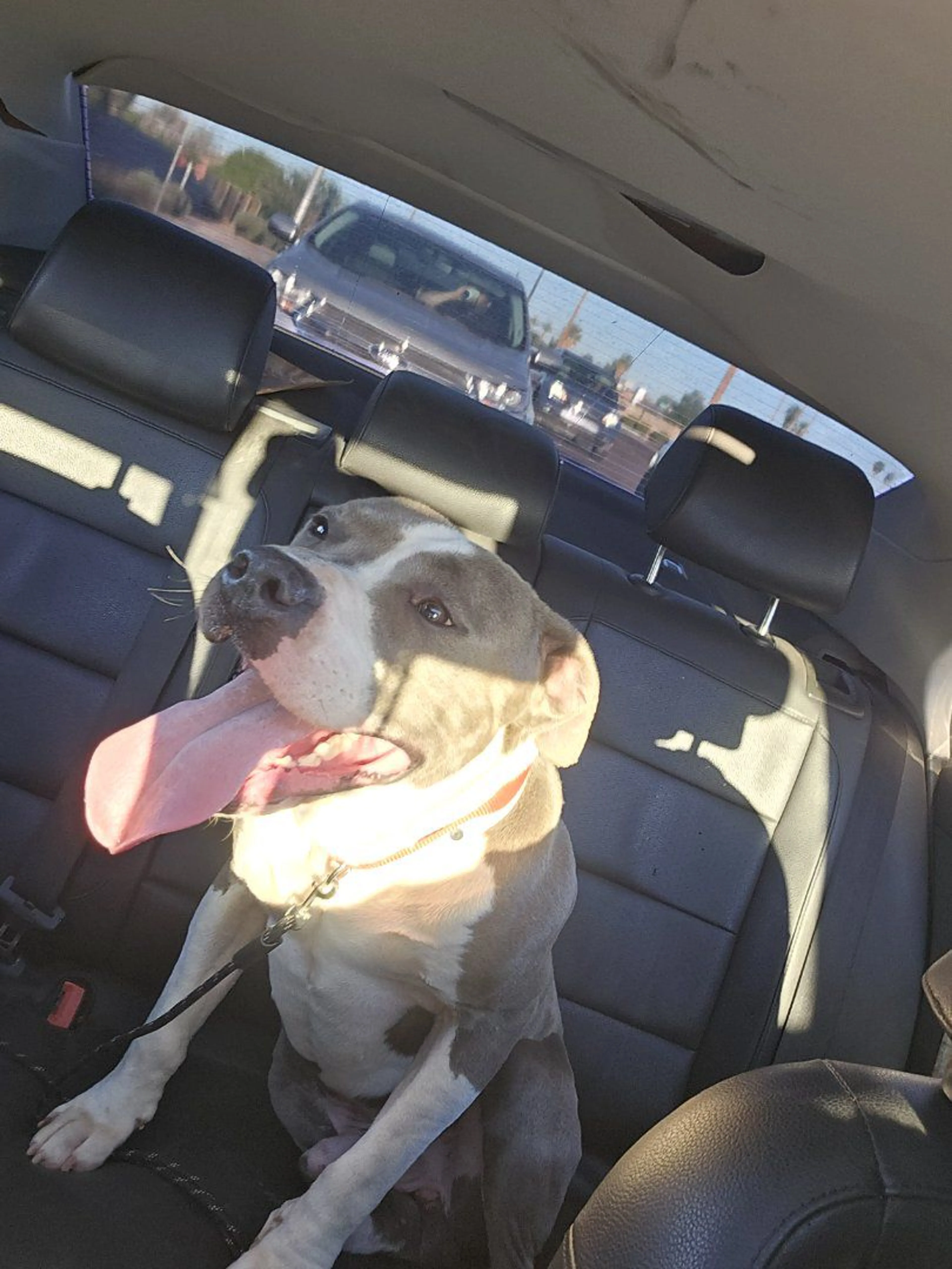 Lost pet-4