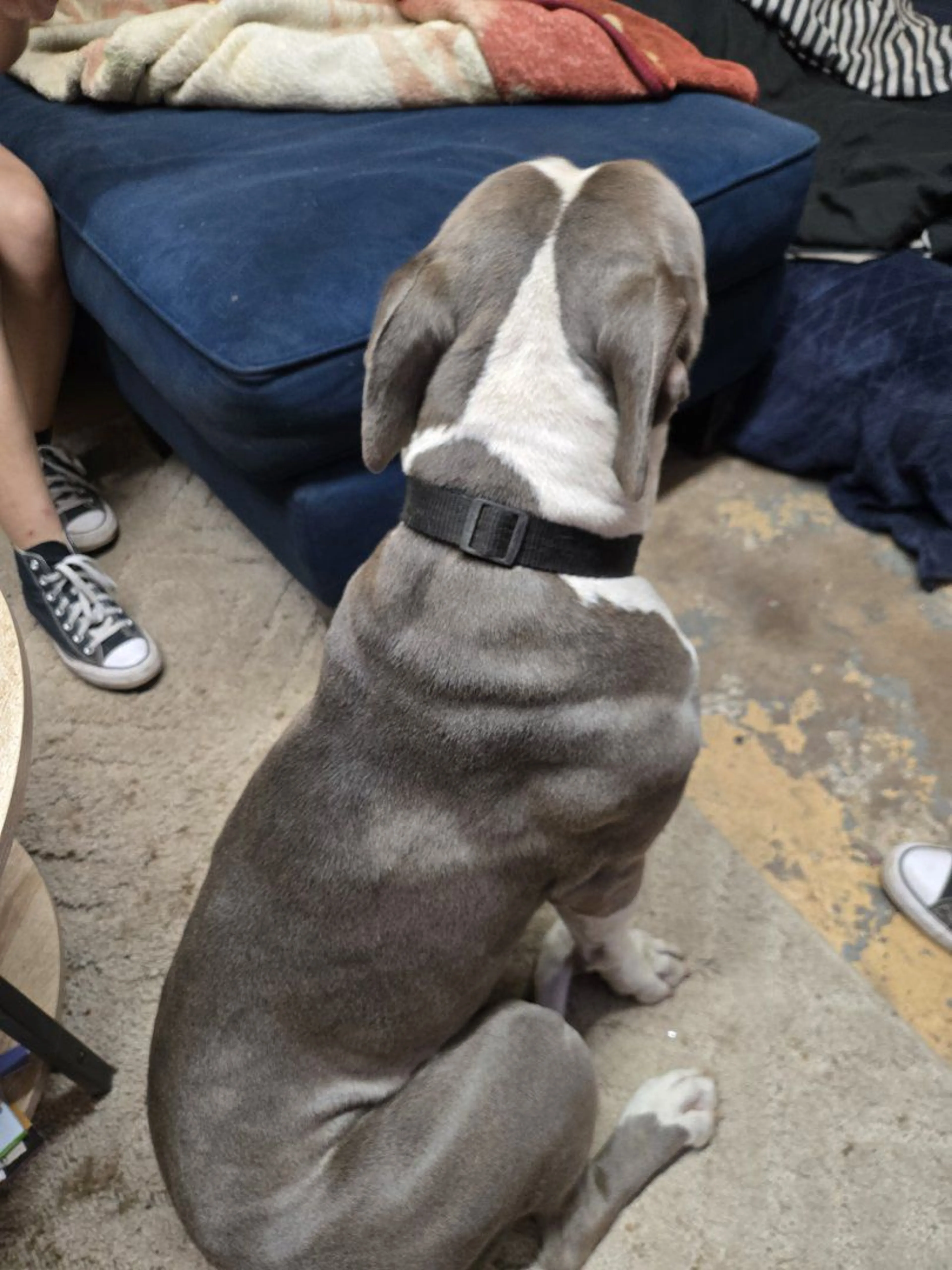 Lost pet-1