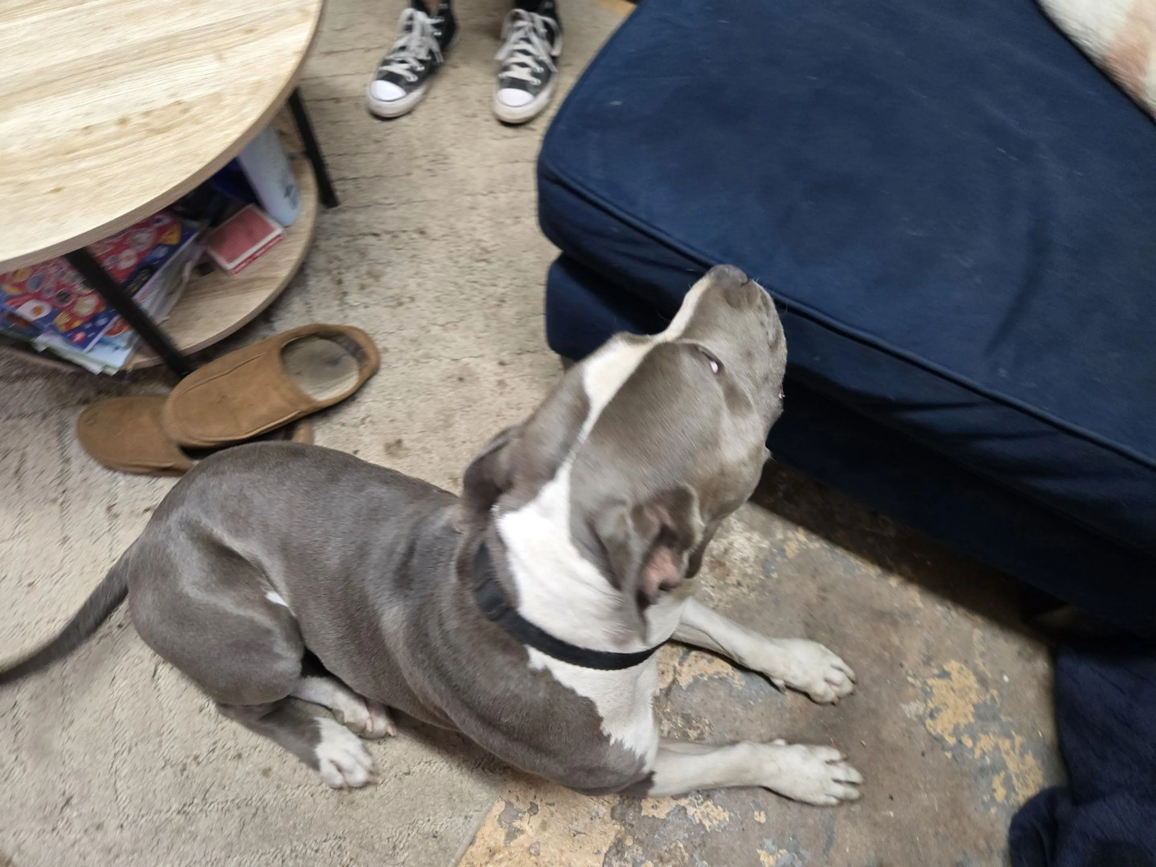 Lost pet-2