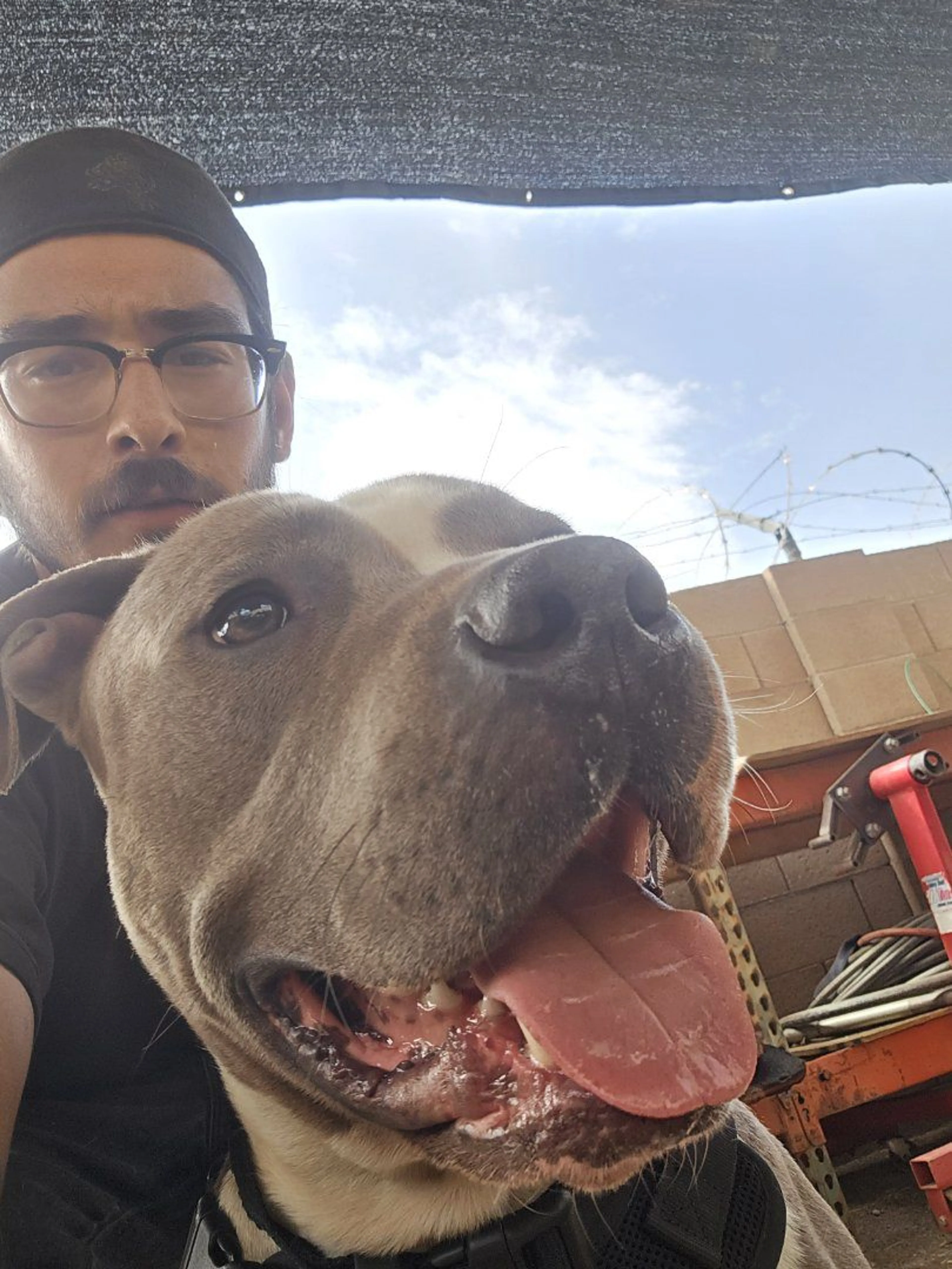 Lost pet-3
