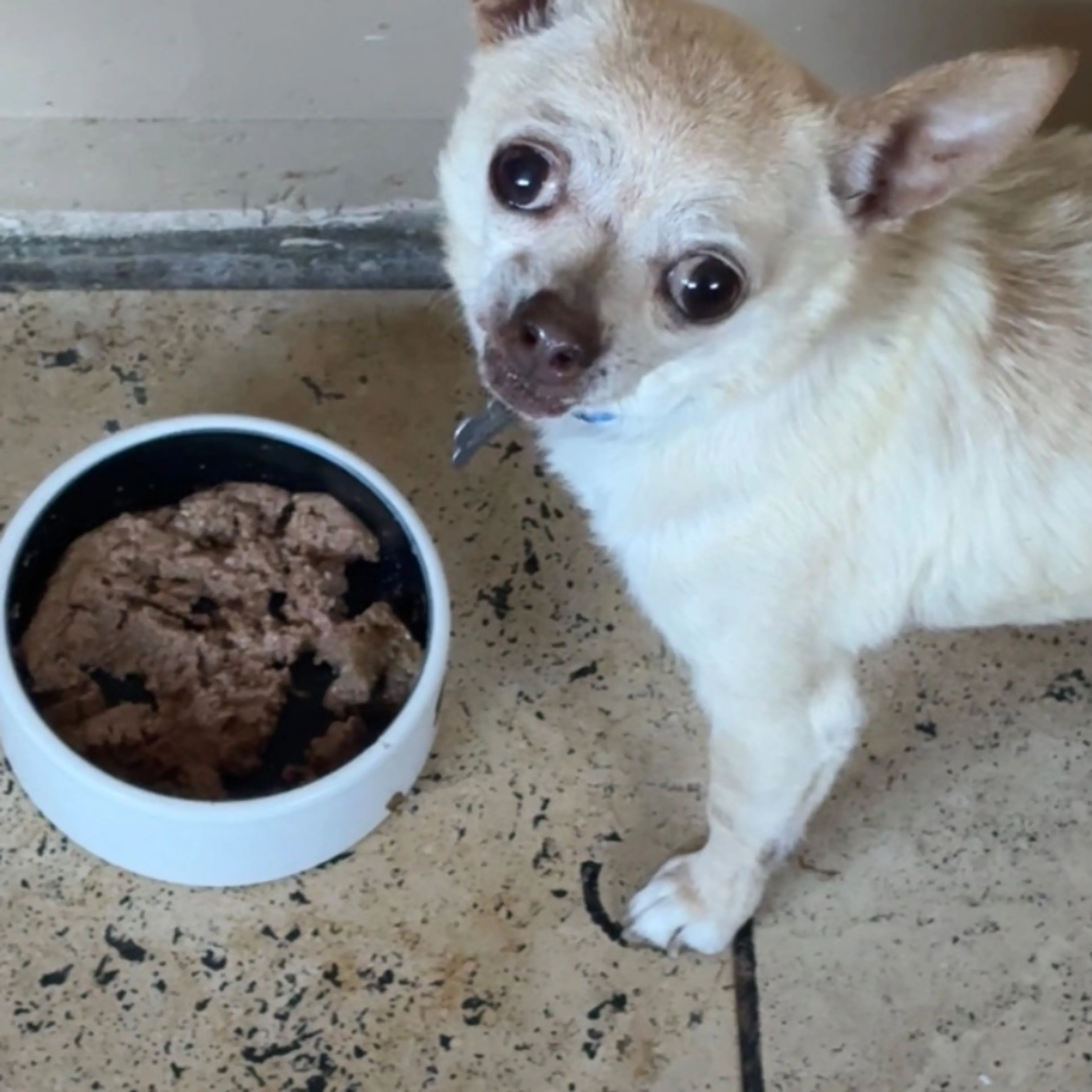 Lost pet-0