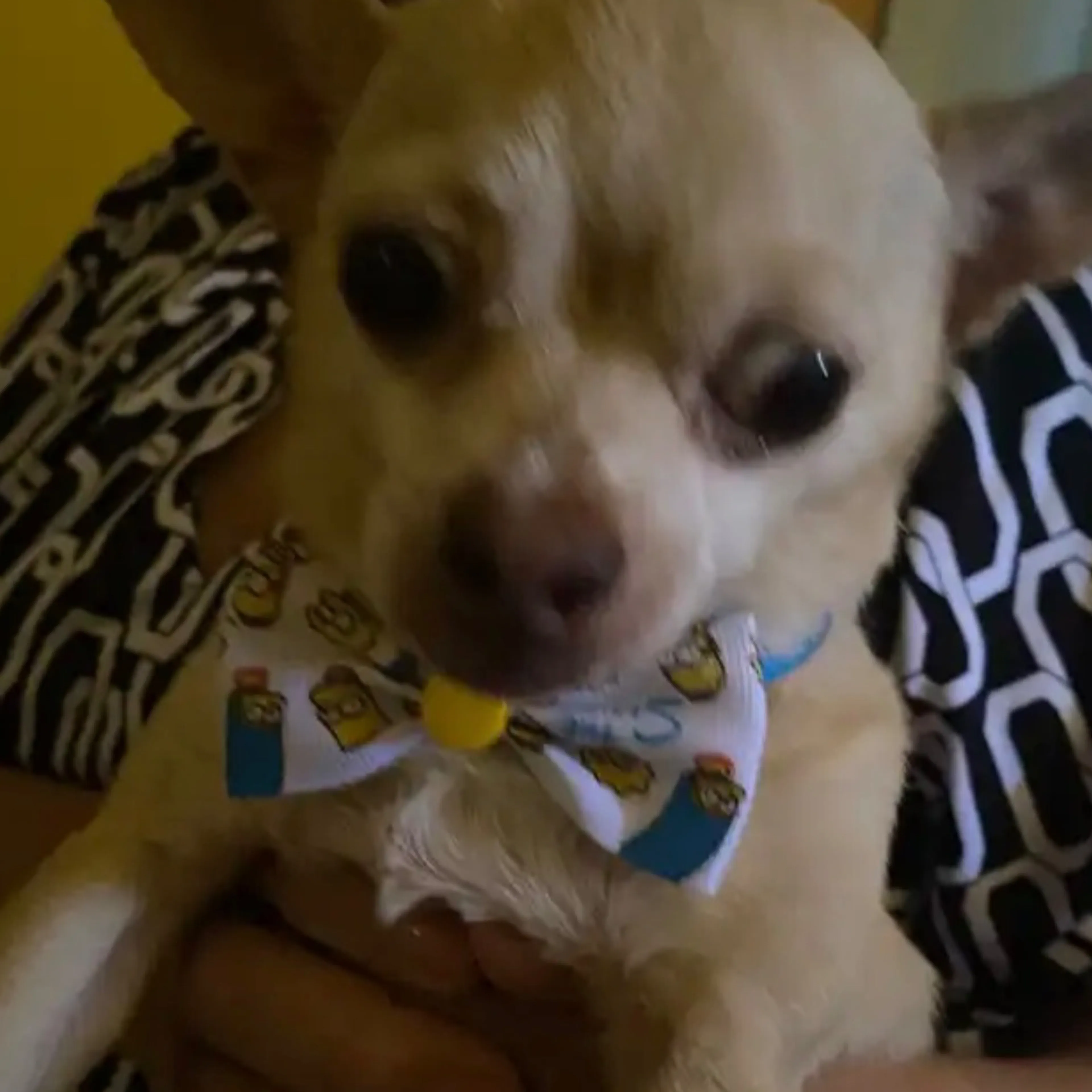 Lost pet-1