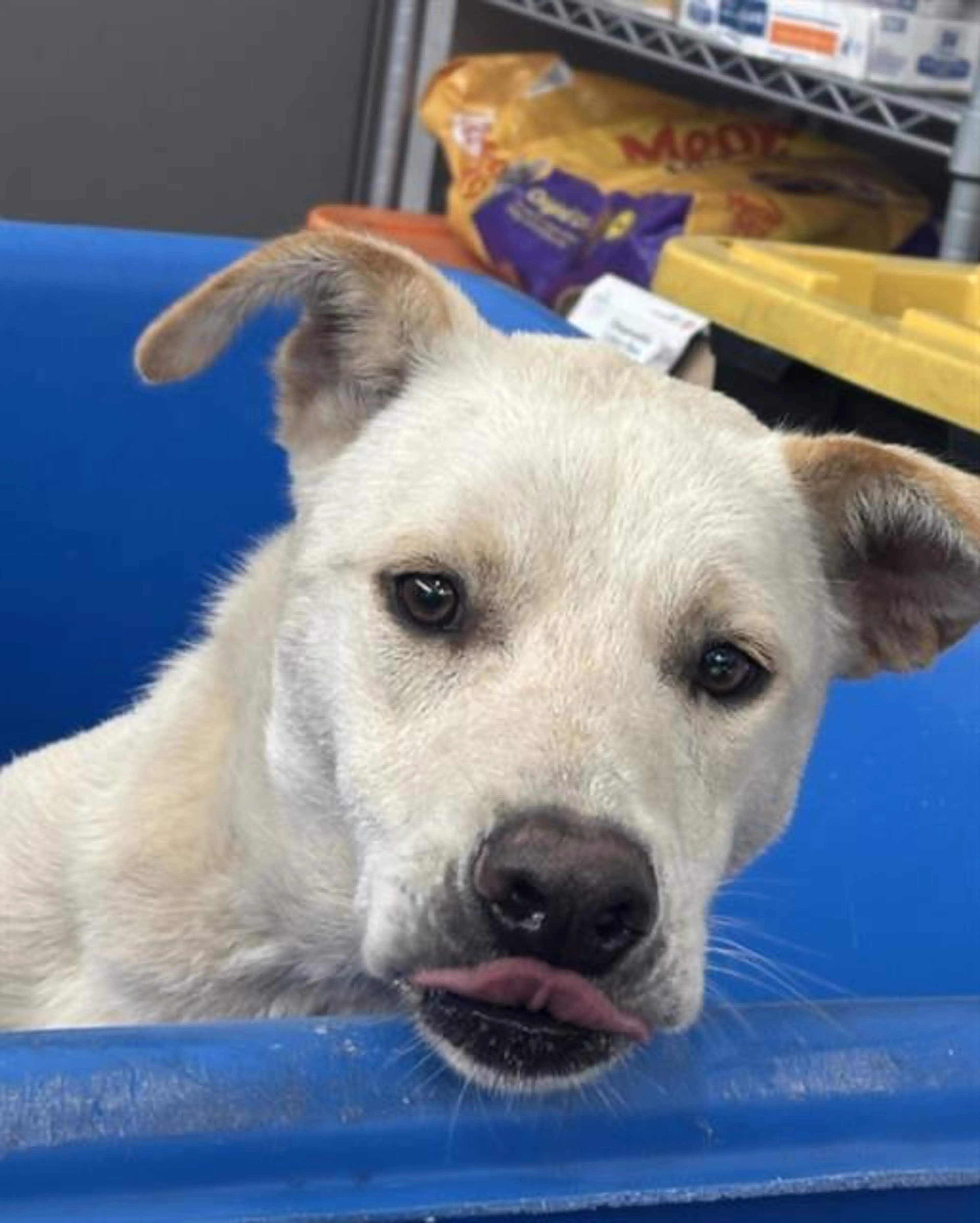 Found pet