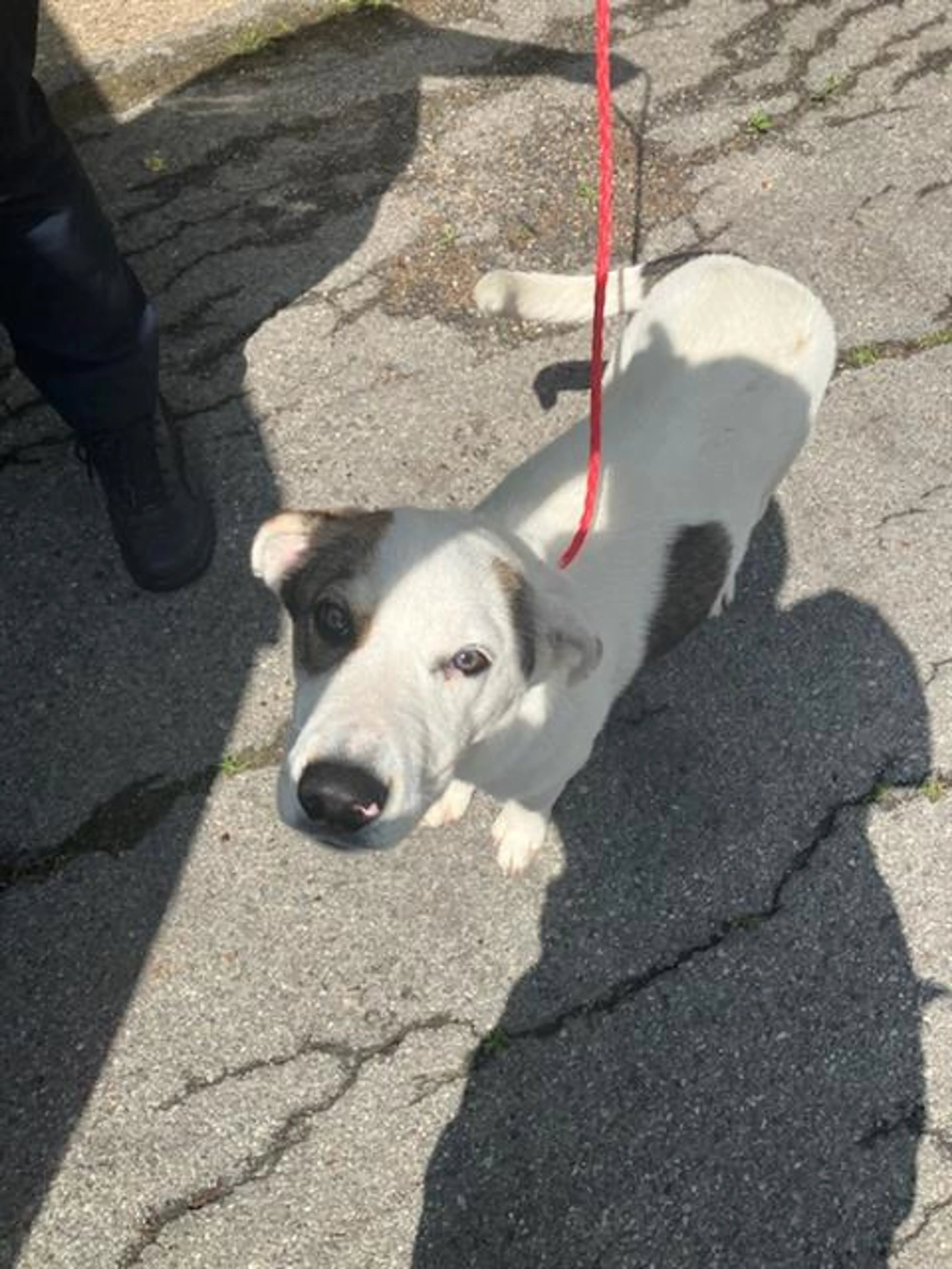 Found pet