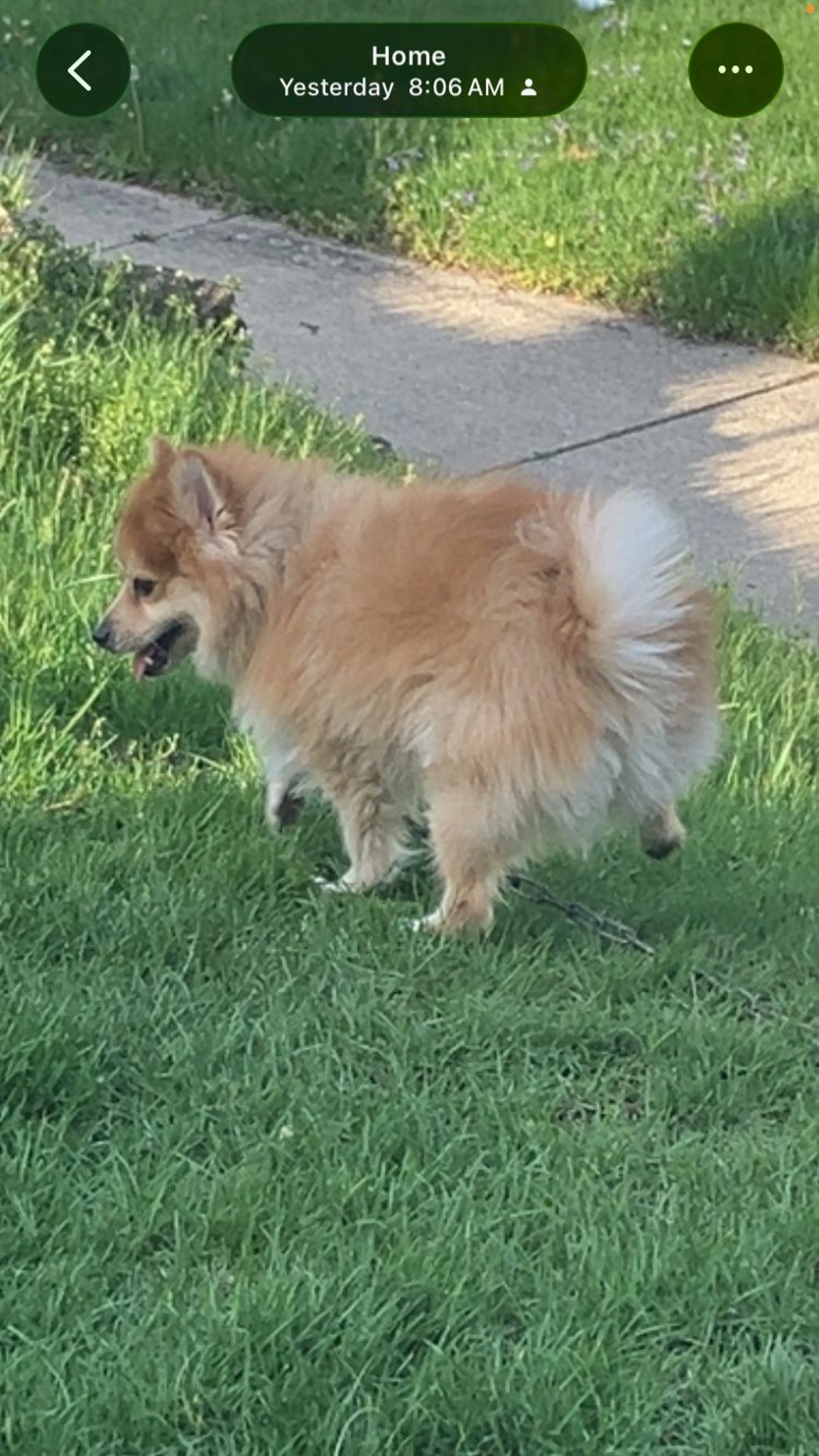 Lost pet
