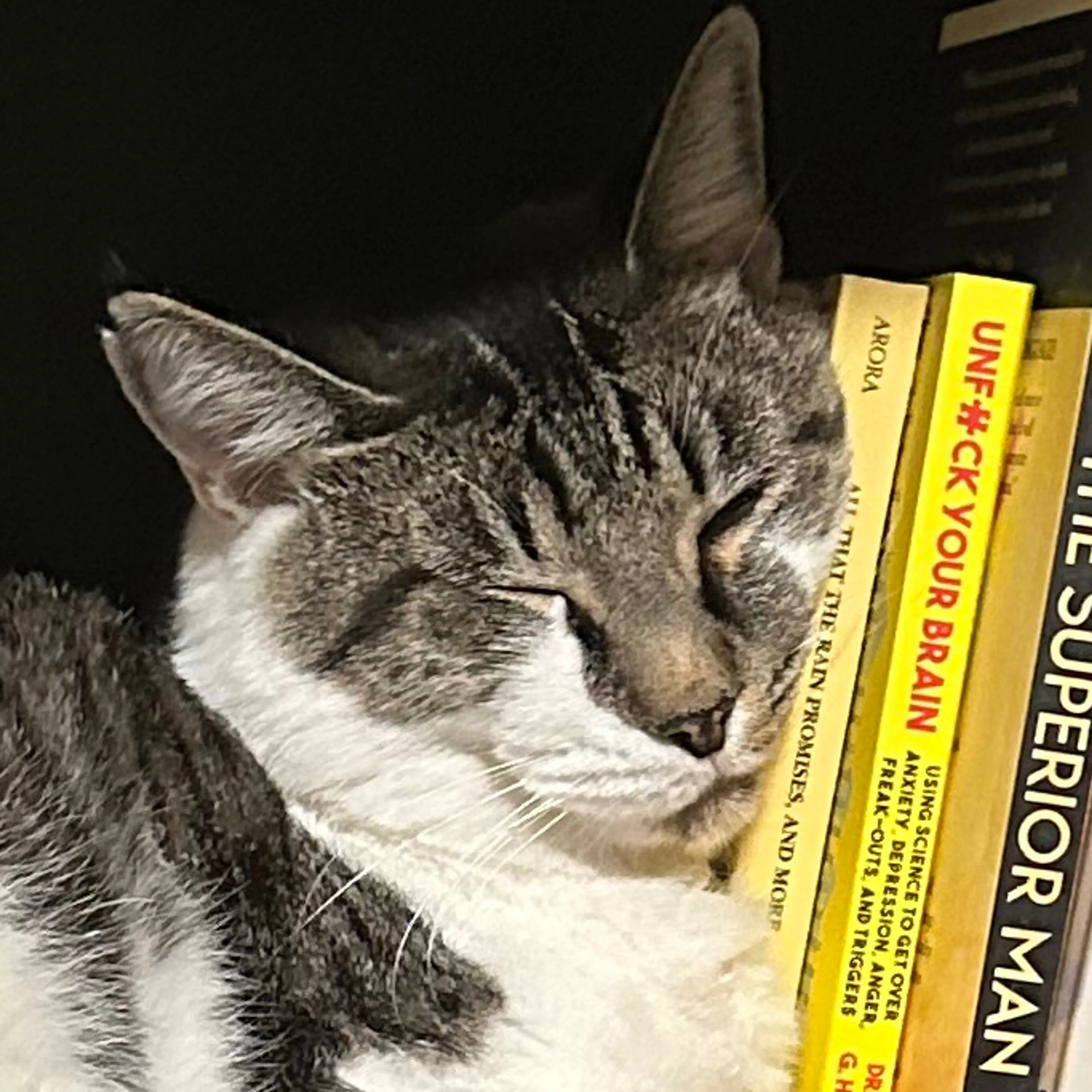 Lost pet-2